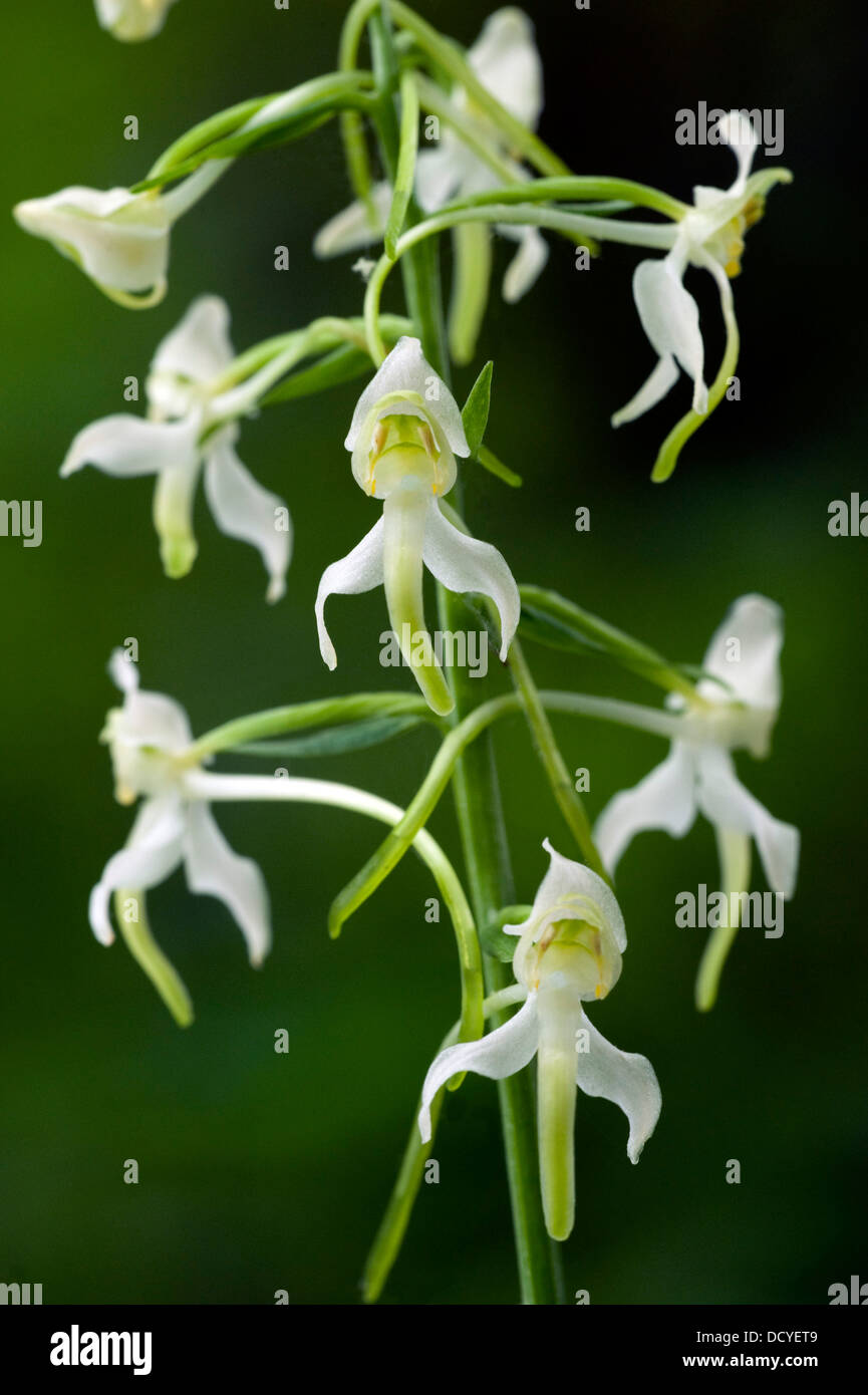 Maggiore Butterfly Orchid Platanthera chlorantha Kent REGNO UNITO Foto Stock