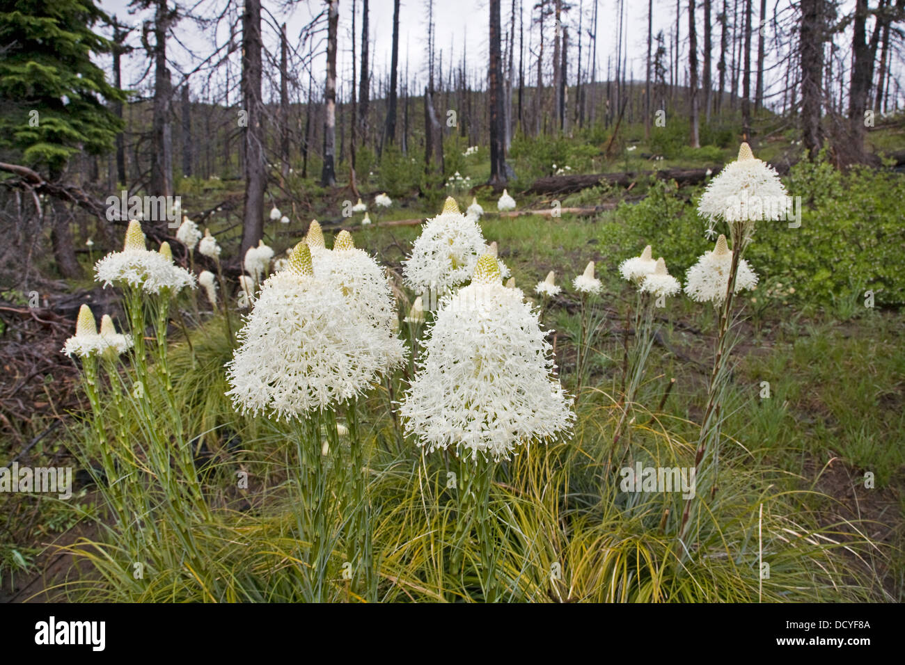 Beargrass che fiorisce in un vecchio foresta fuoco bruci in Cascade Mountains del centro di Oregon. Foto Stock