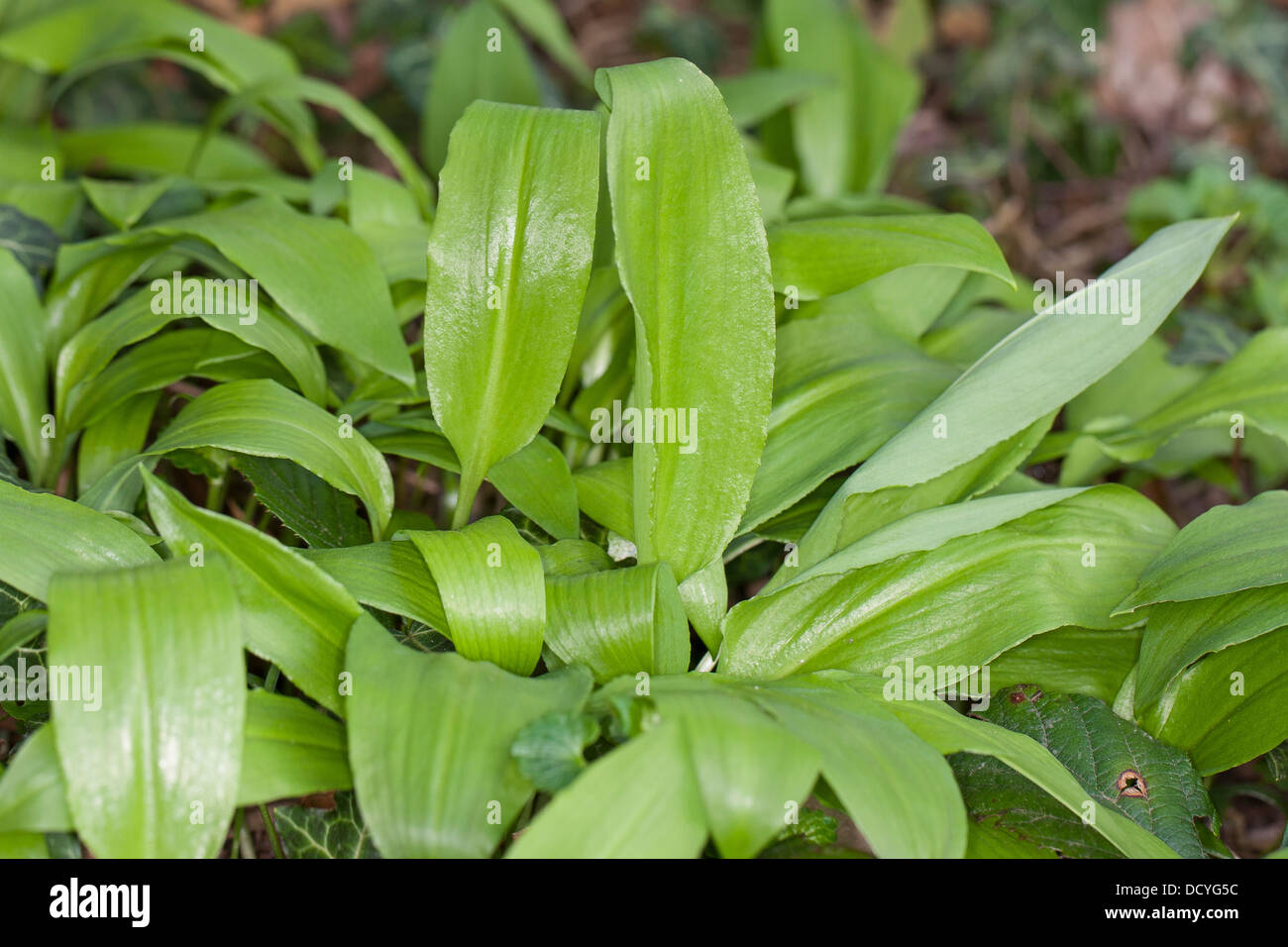 Il legno di aglio, Wood-Garlic, Ramsons, leaf, foglie Bärlauch, Baerlauch, Bär-Lauch, Blätter, Blatt, Allium ursinum Foto Stock