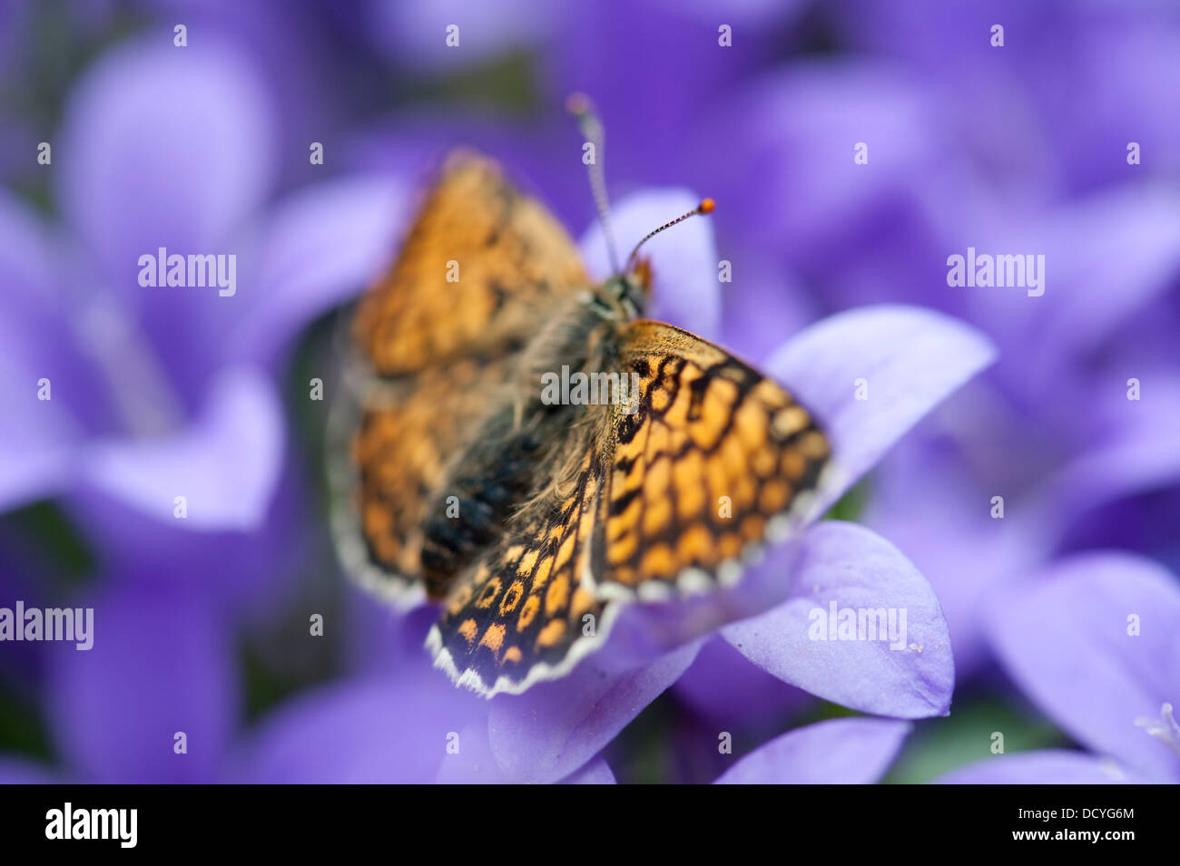 Glanville Fritillary Butterfly Melitaea cinxia REGNO UNITO Foto Stock