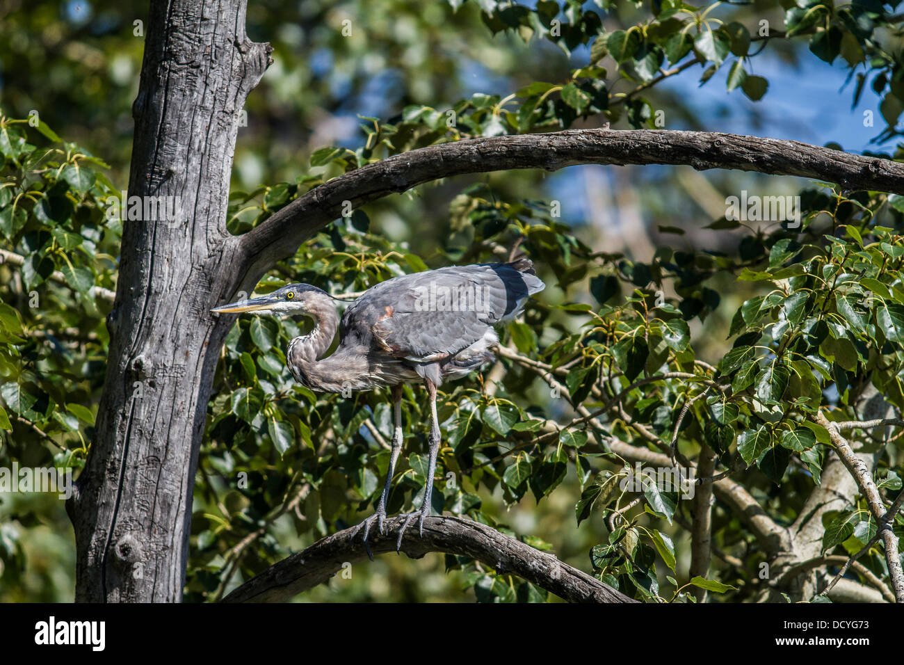 Airone blu (Ardea Erodiade) colorato e maestoso airone, nel suo habitat naturale, stretching ali. Foto Stock