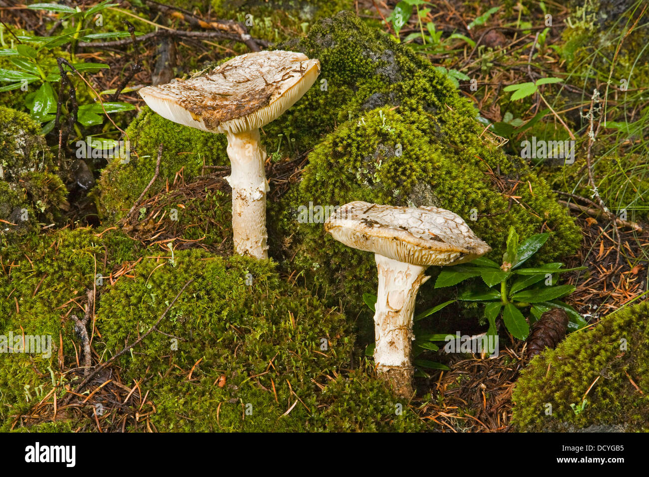 Germoglio di funghi da un letto di muschio in alta montagna a cascata di Oregon centrale nella primavera dopo una tempesta di pioggia. Foto Stock