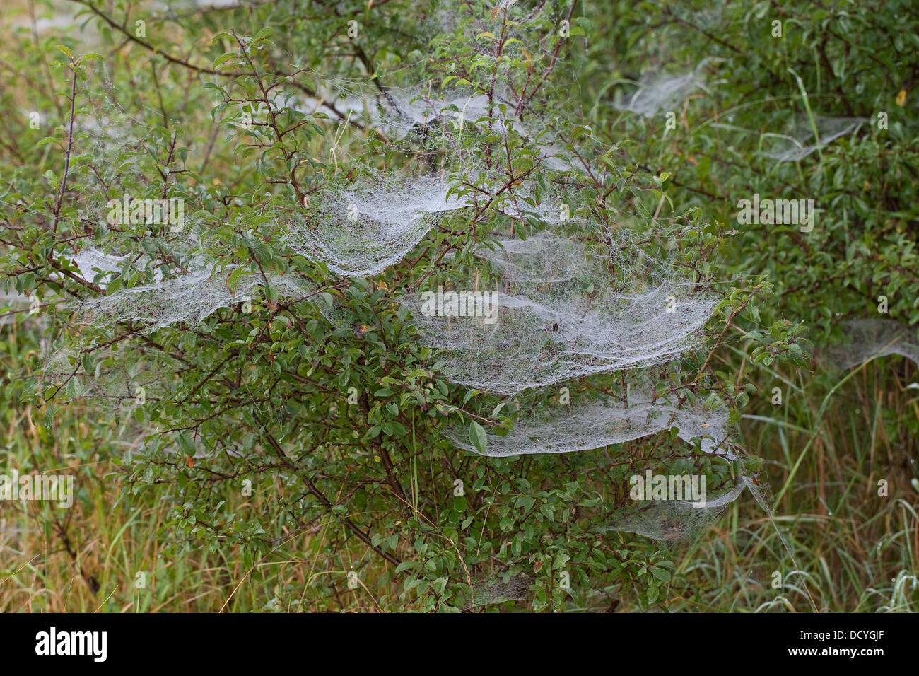 Foglio-web spider, denaro spider, foglio-web weaver, linea di tessitura spider, linea weaver, baldachinspinne, linyphia triangularis Foto Stock