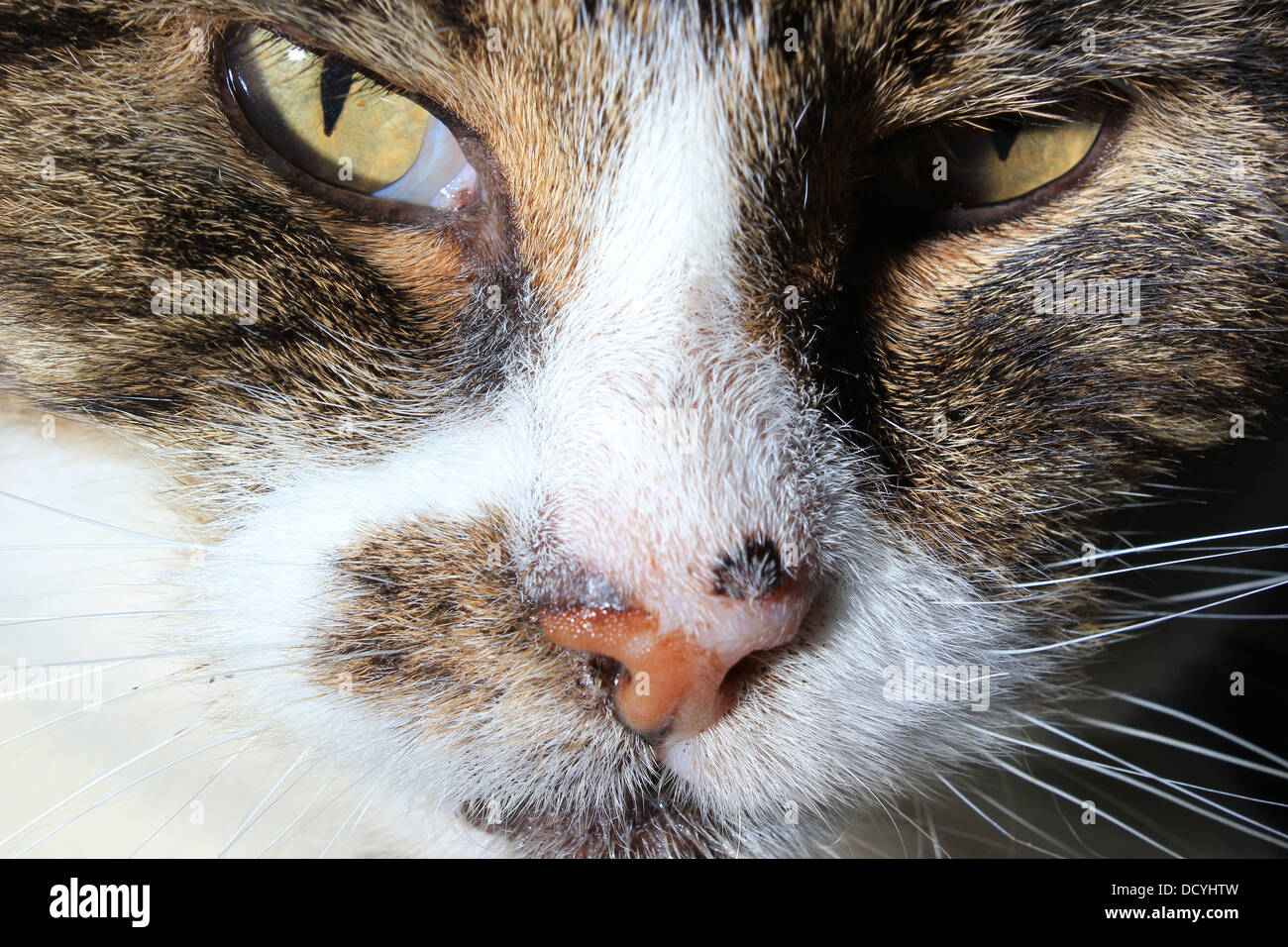 Tabby cat close-up Foto Stock