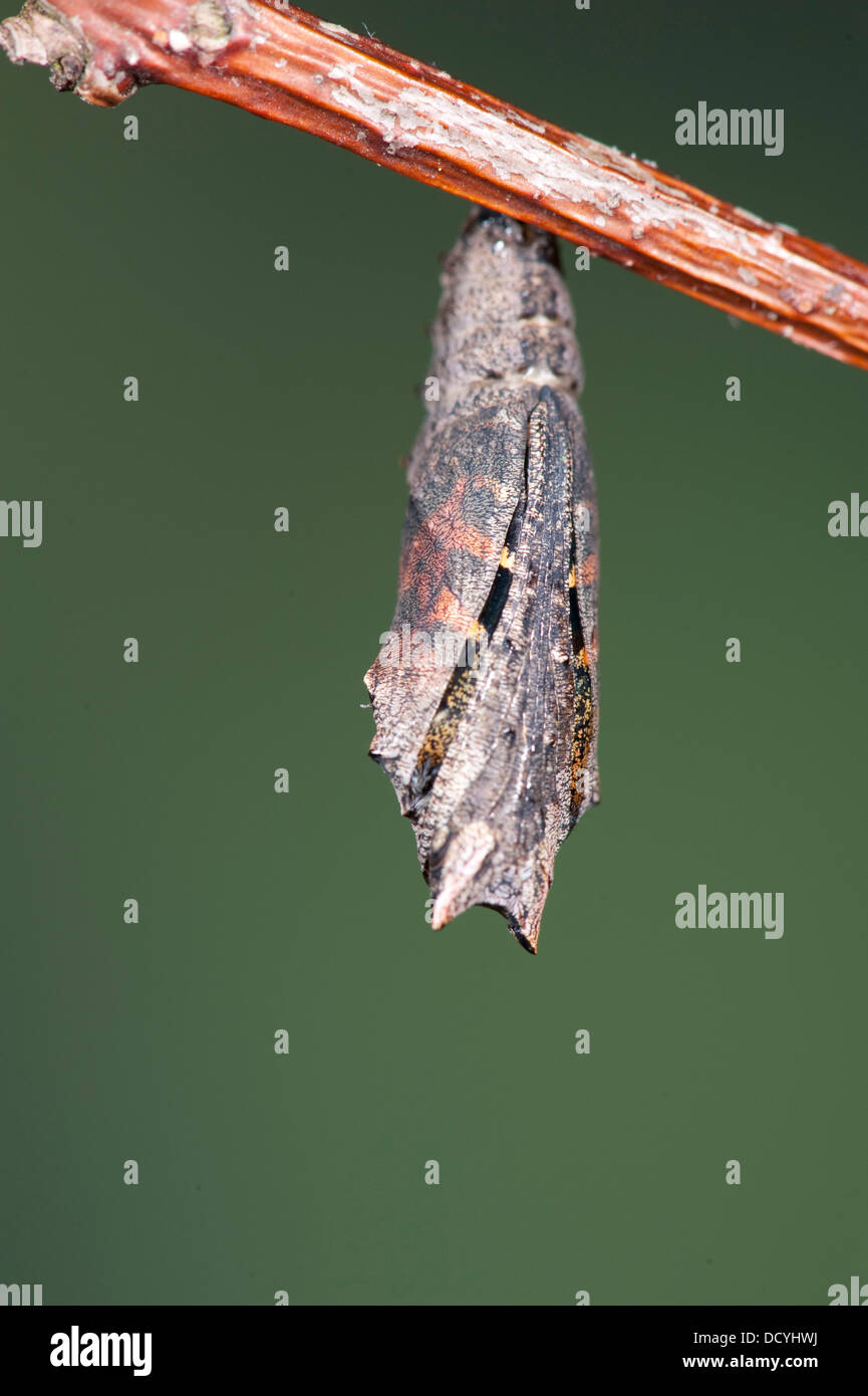 Piccola Tartaruga Butterfly Aglais urticae Kent REGNO UNITO Foto Stock