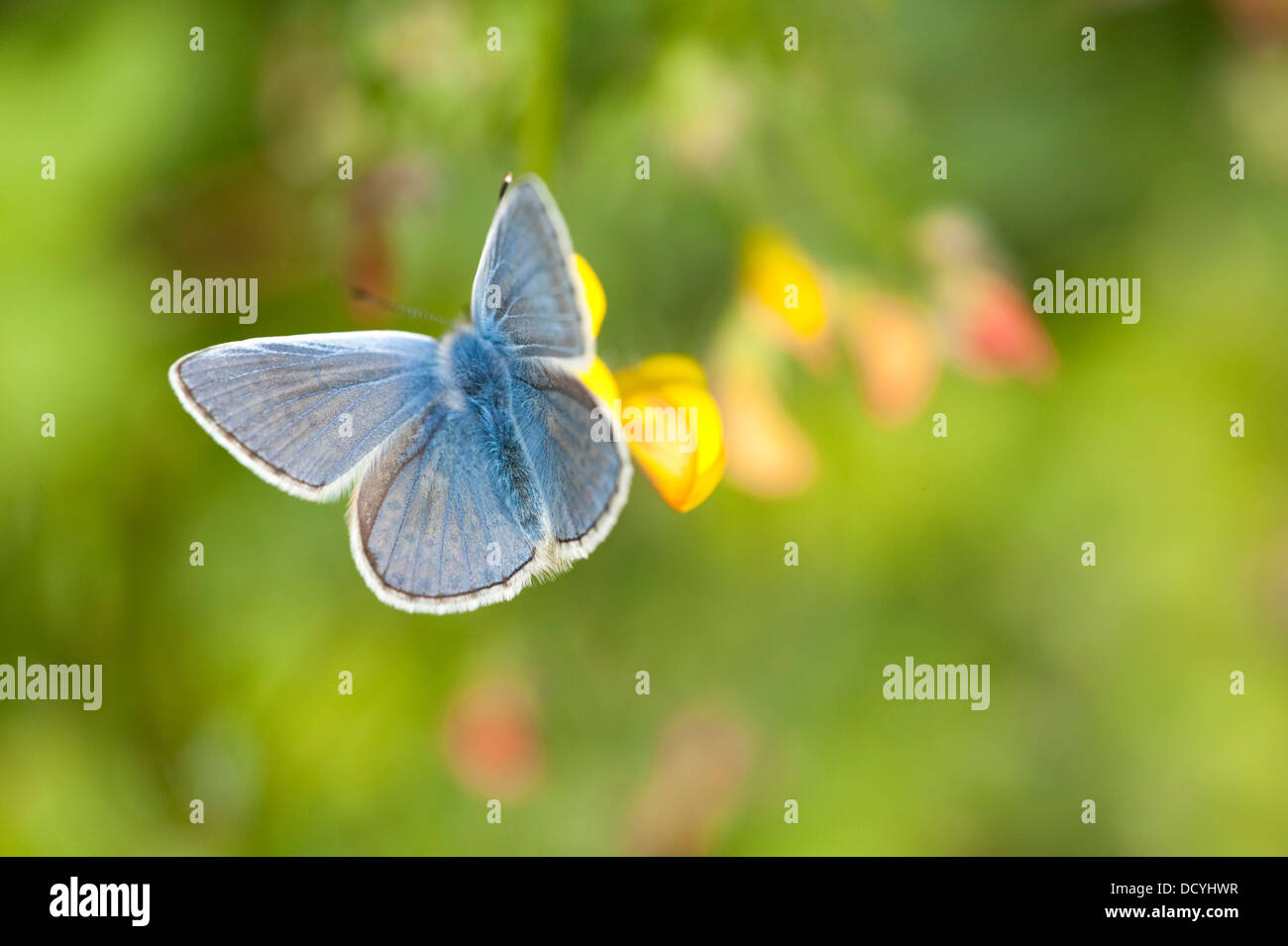 Comune di Blue Butterfly Polyommatus icarus Kent REGNO UNITO Foto Stock