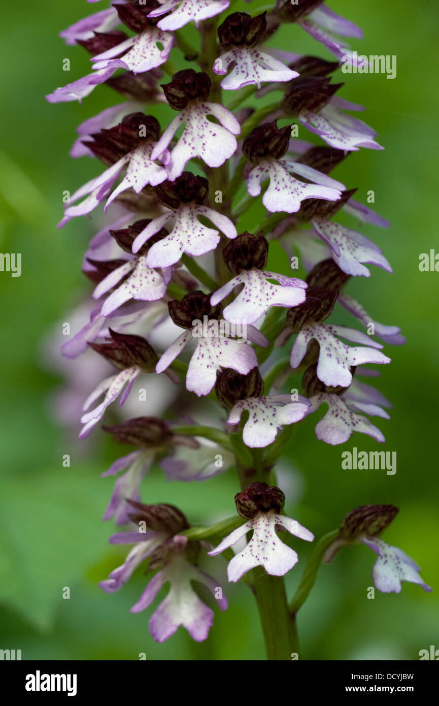 Lady Orchid Orchis purpurea Kent REGNO UNITO Foto Stock