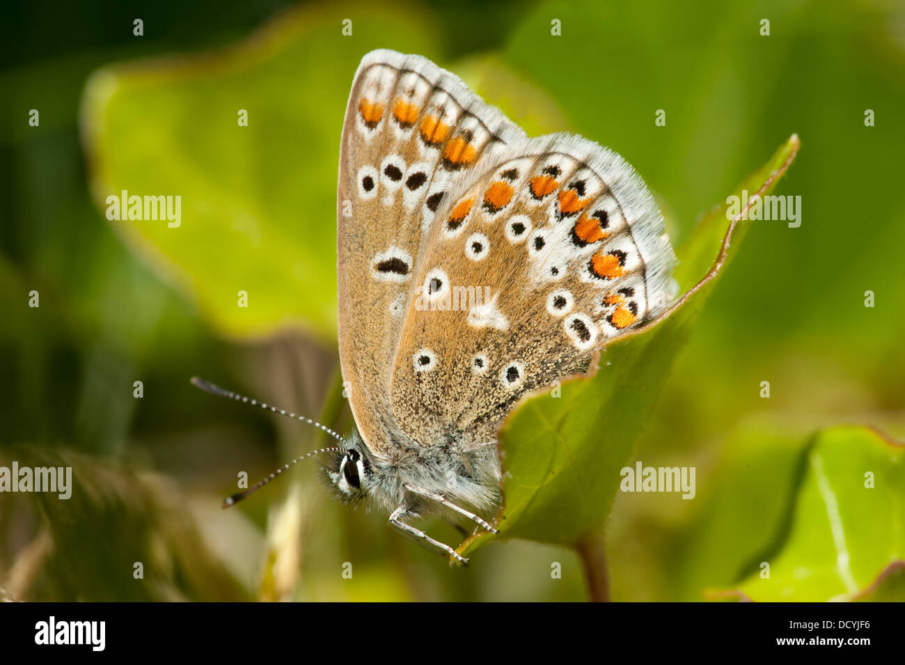 Comune di Blue Butterfly Polyommatus icarus Kent REGNO UNITO Foto Stock