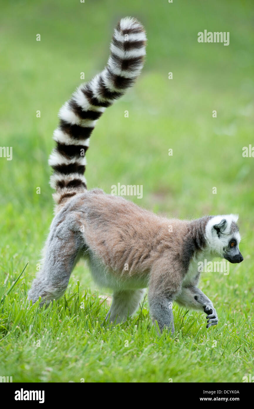 L'anello Tailed Lemur Lemur catta Foto Stock