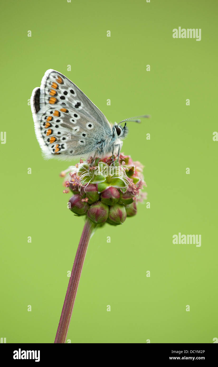 Brown Argus Butterfly Aricia agestis Kent REGNO UNITO Foto Stock