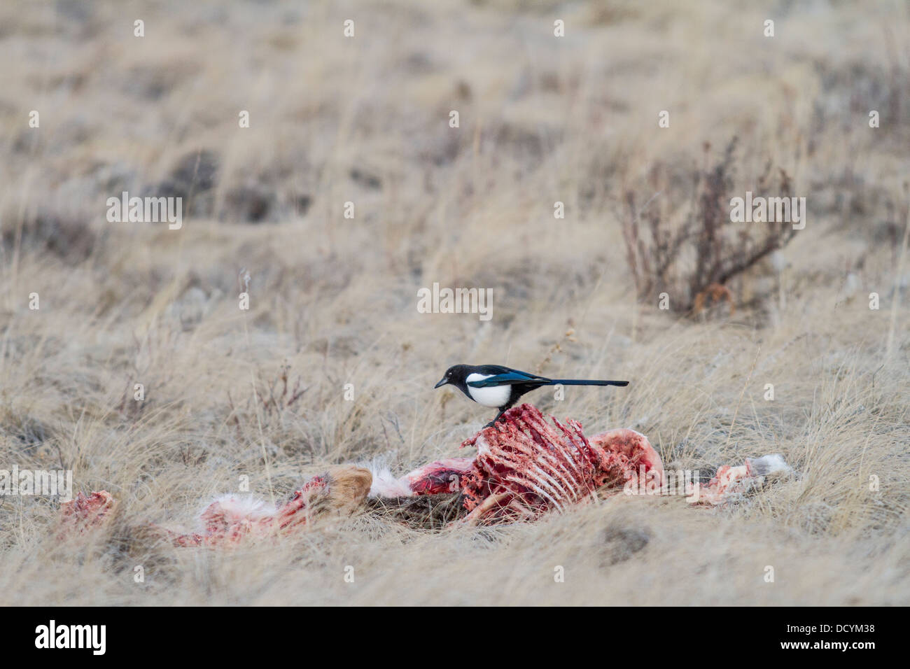 Nero-fatturati Gazza (Pica hudsonia) colorati uccelli scavenger, arroccato e alimentazione su un cervo morto carcassa, nella prateria Foto Stock