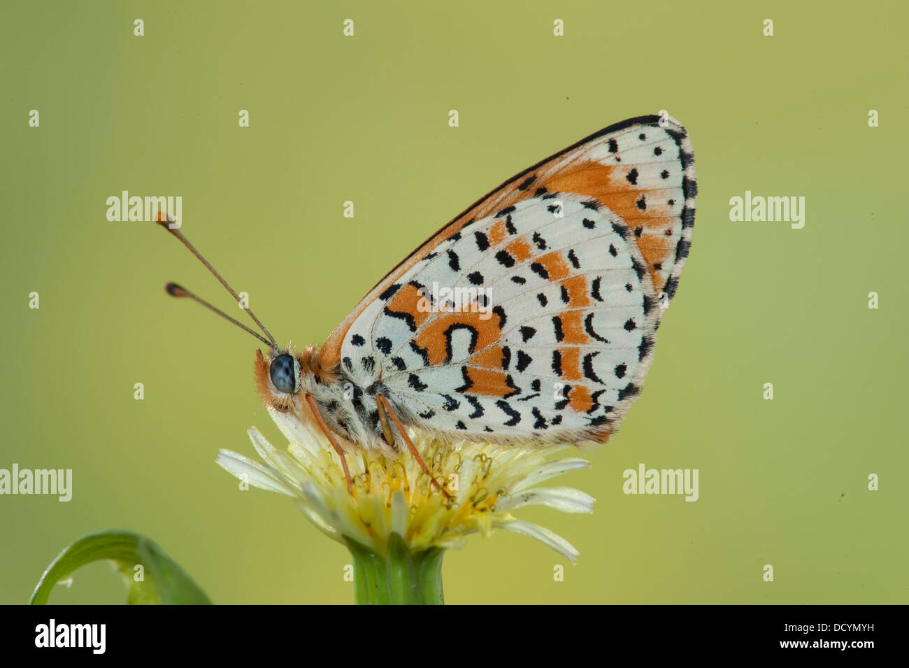 Avvistato Fritillary Butterfly Melitaea didyma Europa Foto Stock