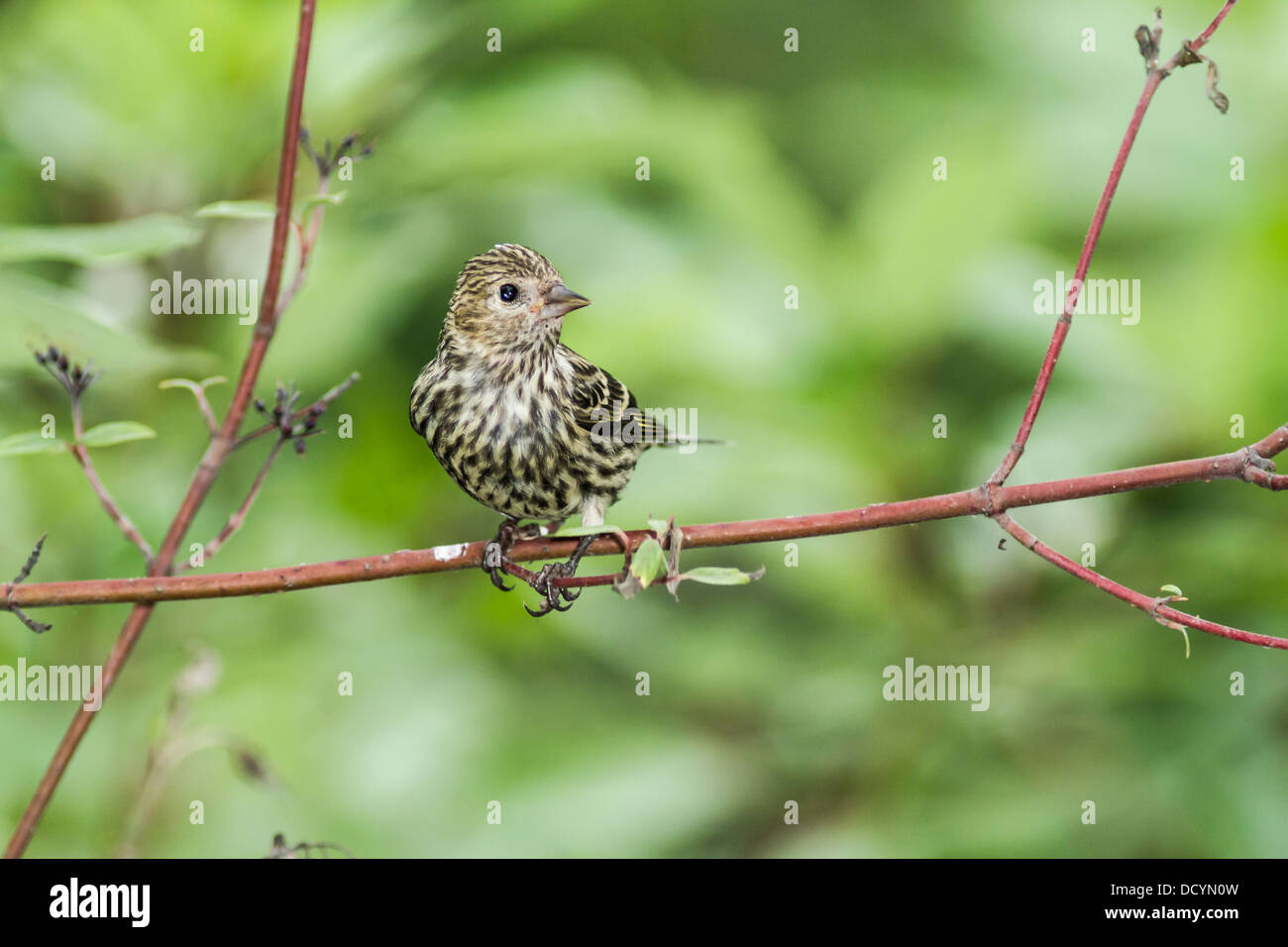 Pino (Lucherino Carduelis pinus) ritratto colorato di uccello appollaiato nei rami in appoggio nel suo habitat naturale Foto Stock