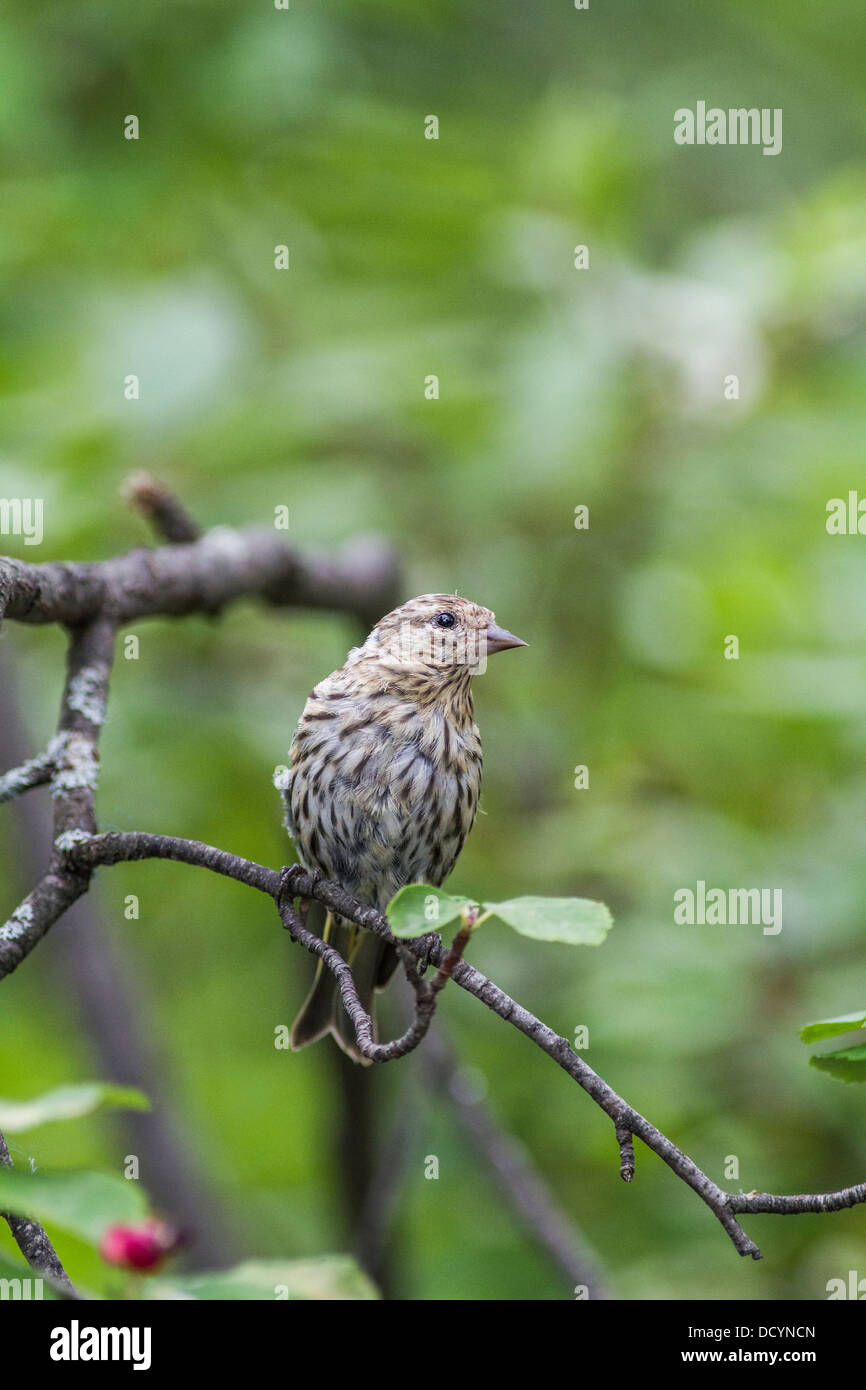 Pino (Lucherino Carduelis pinus) verticale ritratto di uccello appollaiato nei rami in appoggio nel suo habitat naturale Foto Stock