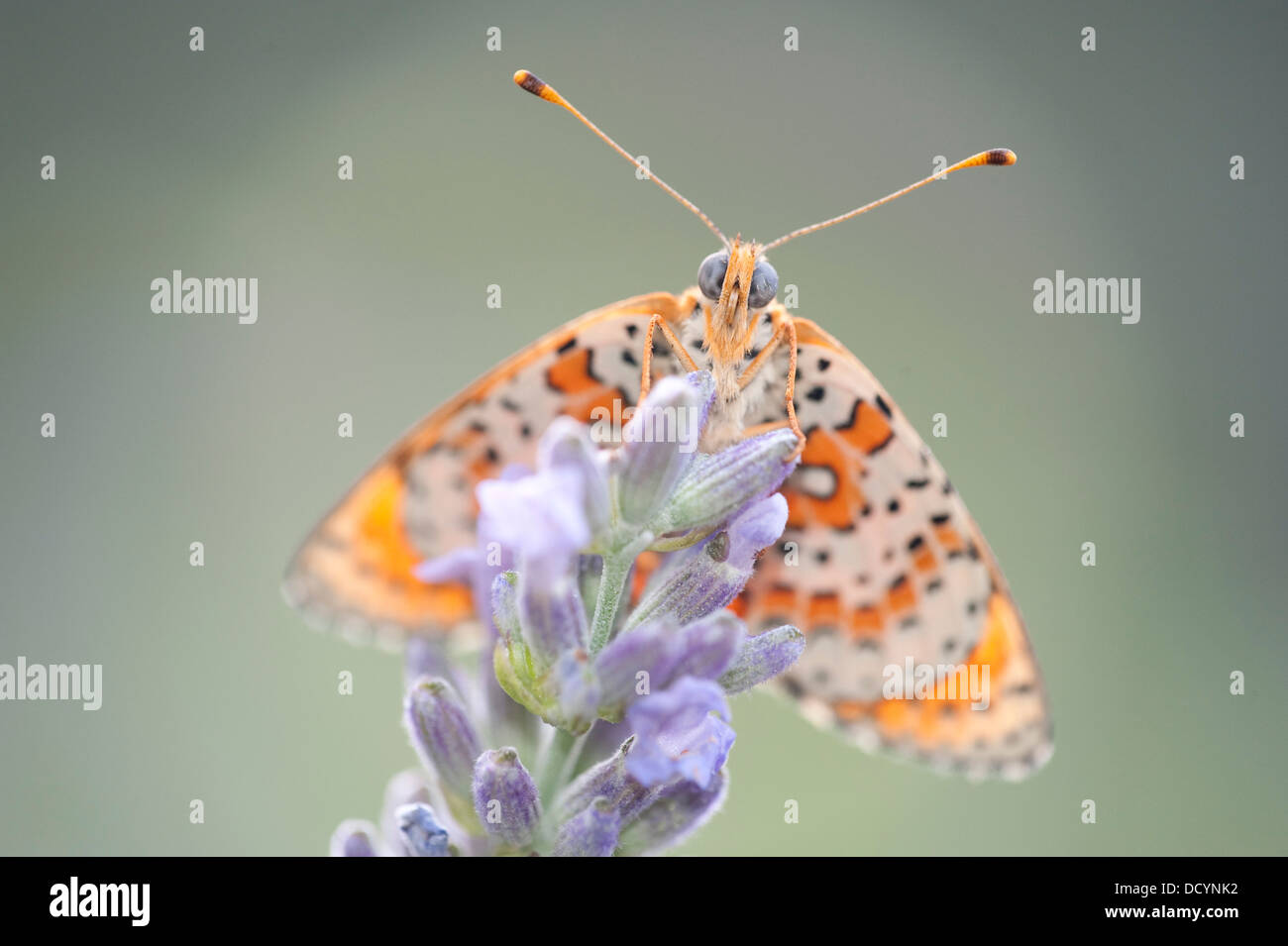 Avvistato Fritillary Butterfly Melitaea didyma Europa Foto Stock