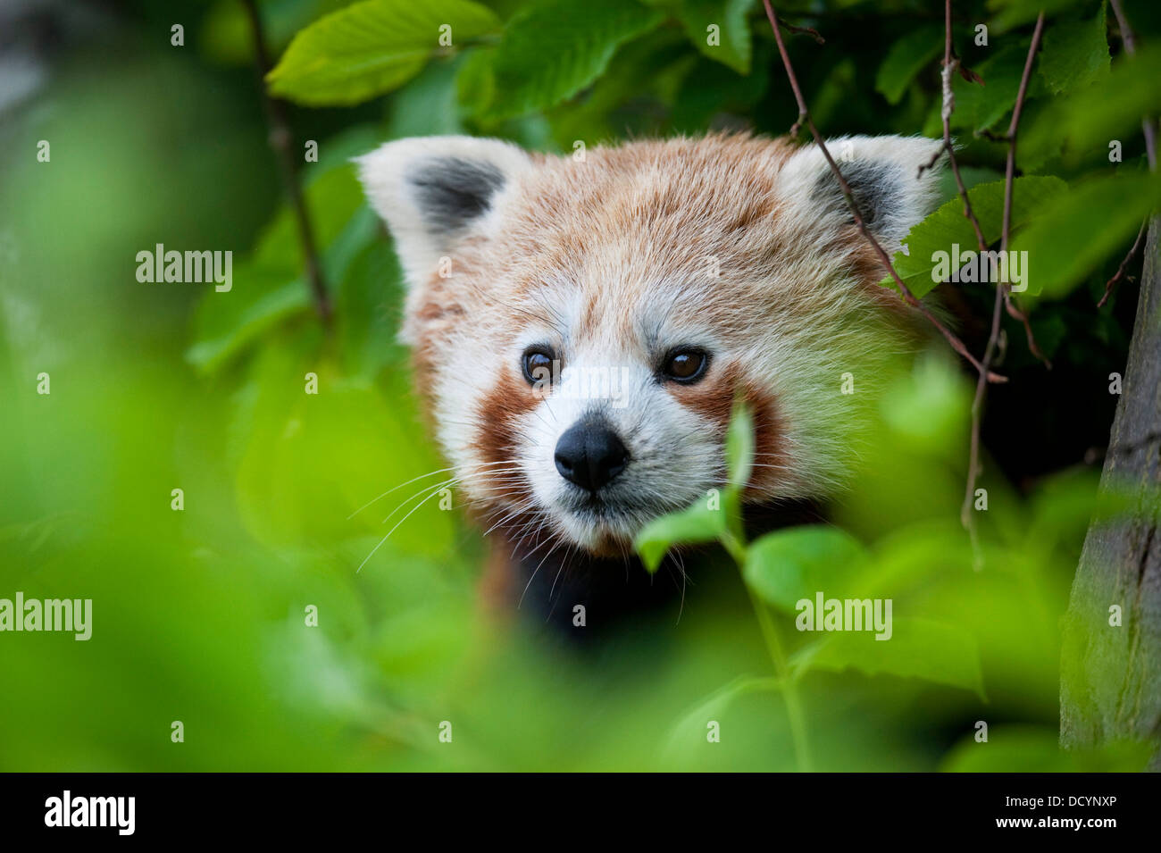 Panda rosso Ailurus fulgens Foto Stock
