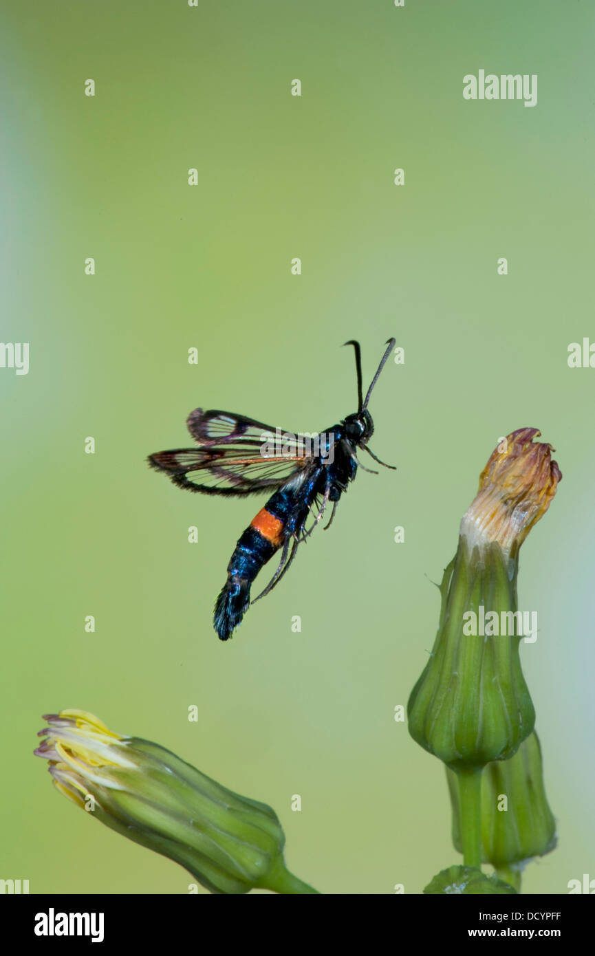Red Belted Clearwing Moth Synanthedon myopaeformis REGNO UNITO Foto Stock