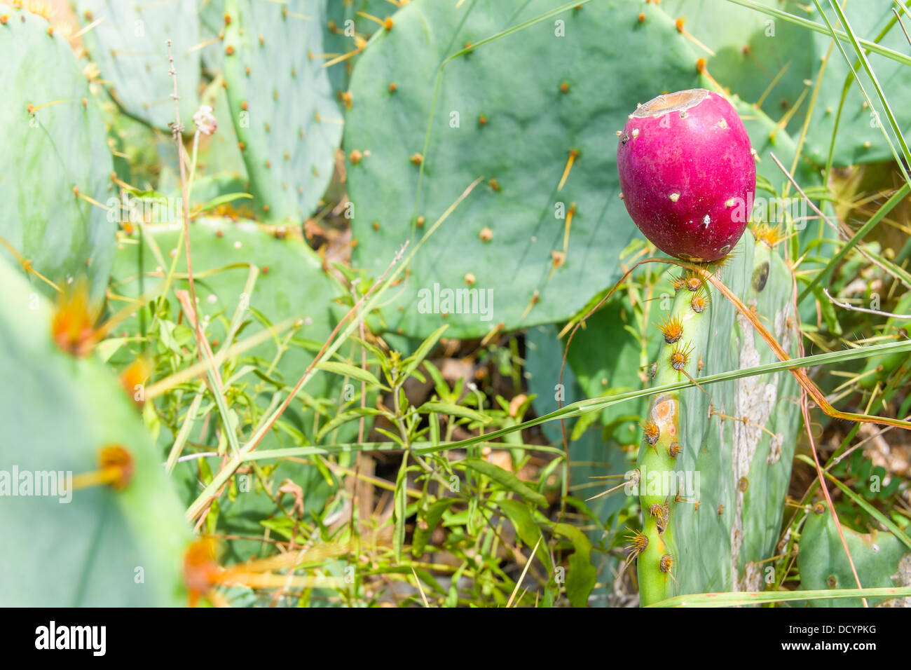 Un frutto maturo sulla parte superiore di un fico d'India pianta di cactus Foto Stock