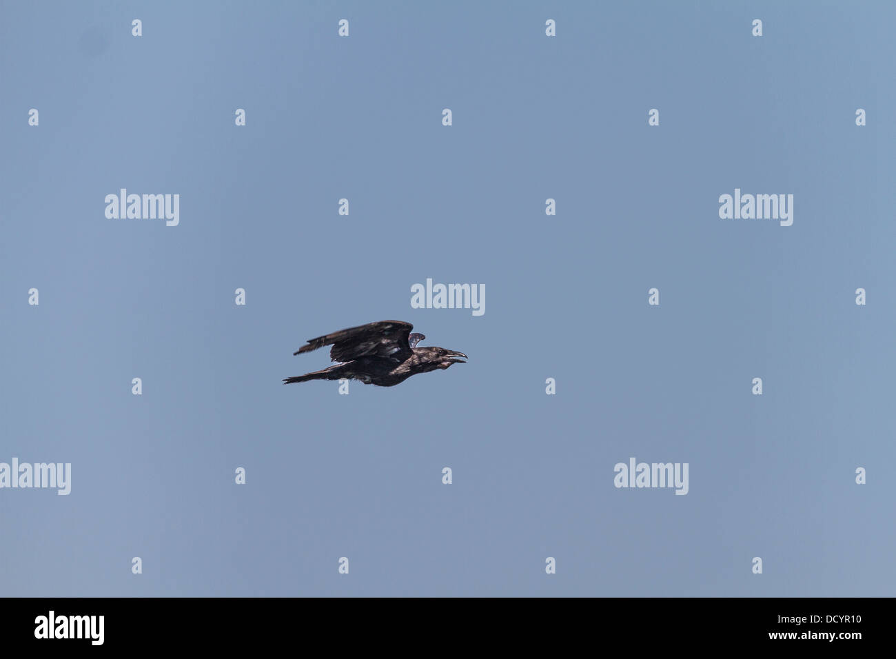 Comune di Corvo Imperiale (Corvus corax) nero, comune Raven, catturato in volo come vola in cerca di cibo, nel suo habitat naturale. Foto Stock
