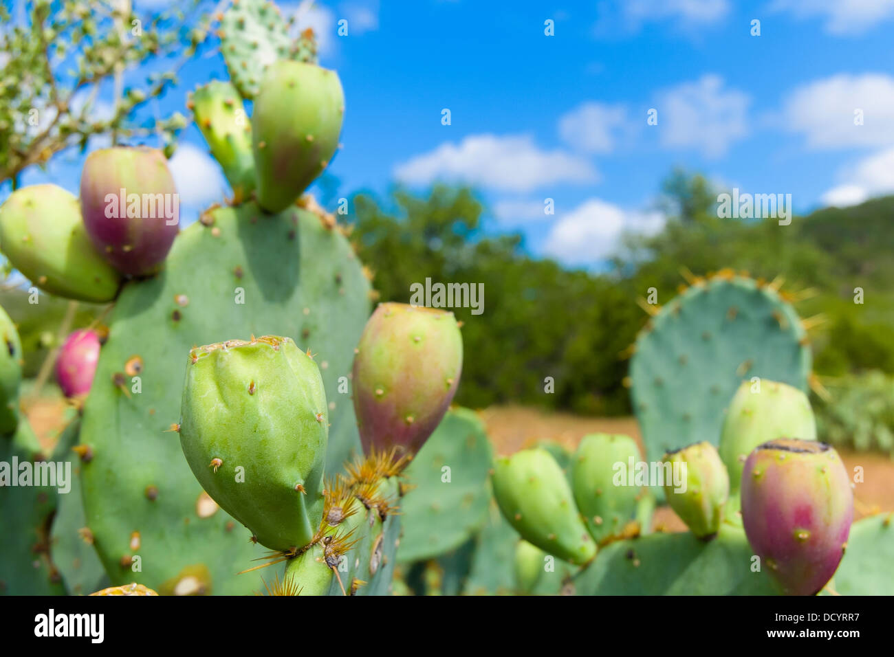 Oputnia Ficodindia cactus con diversi frutti con albero di cedro cespugli e cielo blu in background Foto Stock