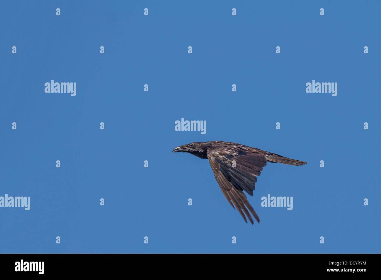 Comune di Corvo Imperiale (Corvus corax) nero, comune Raven, catturato in volo come vola in cerca di cibo, nel suo habitat naturale. Foto Stock