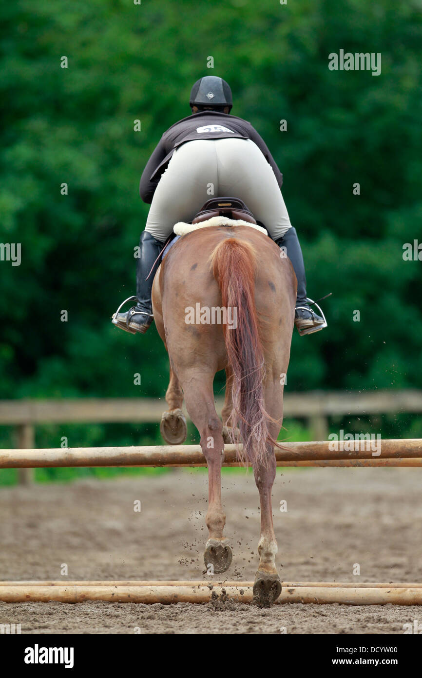La cerva fine di un cavallo e cavaliere saltando una recinzione. Foto Stock