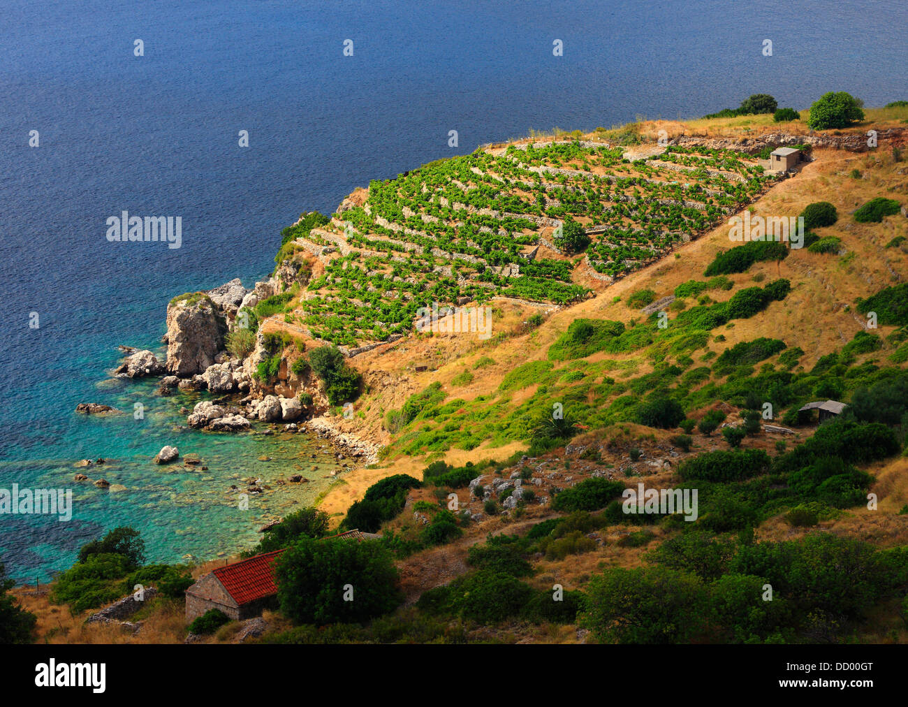 Vigneto dal mare sull isola di Vis in Croazia Foto Stock