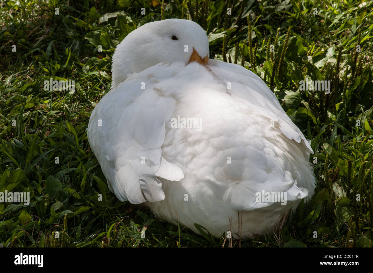 Un anatra bianco a sonnecchiare con bill sotto si tratta di piume, mentre giaceva in estate verde erba. Foto Stock