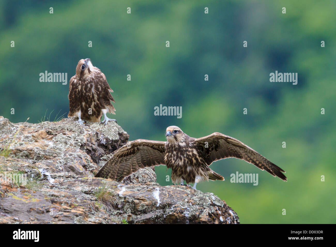 Giovani Saker Falchi (Falco cherrug) formazione di volare. Central Balkan National Park. La Bulgaria. Foto Stock