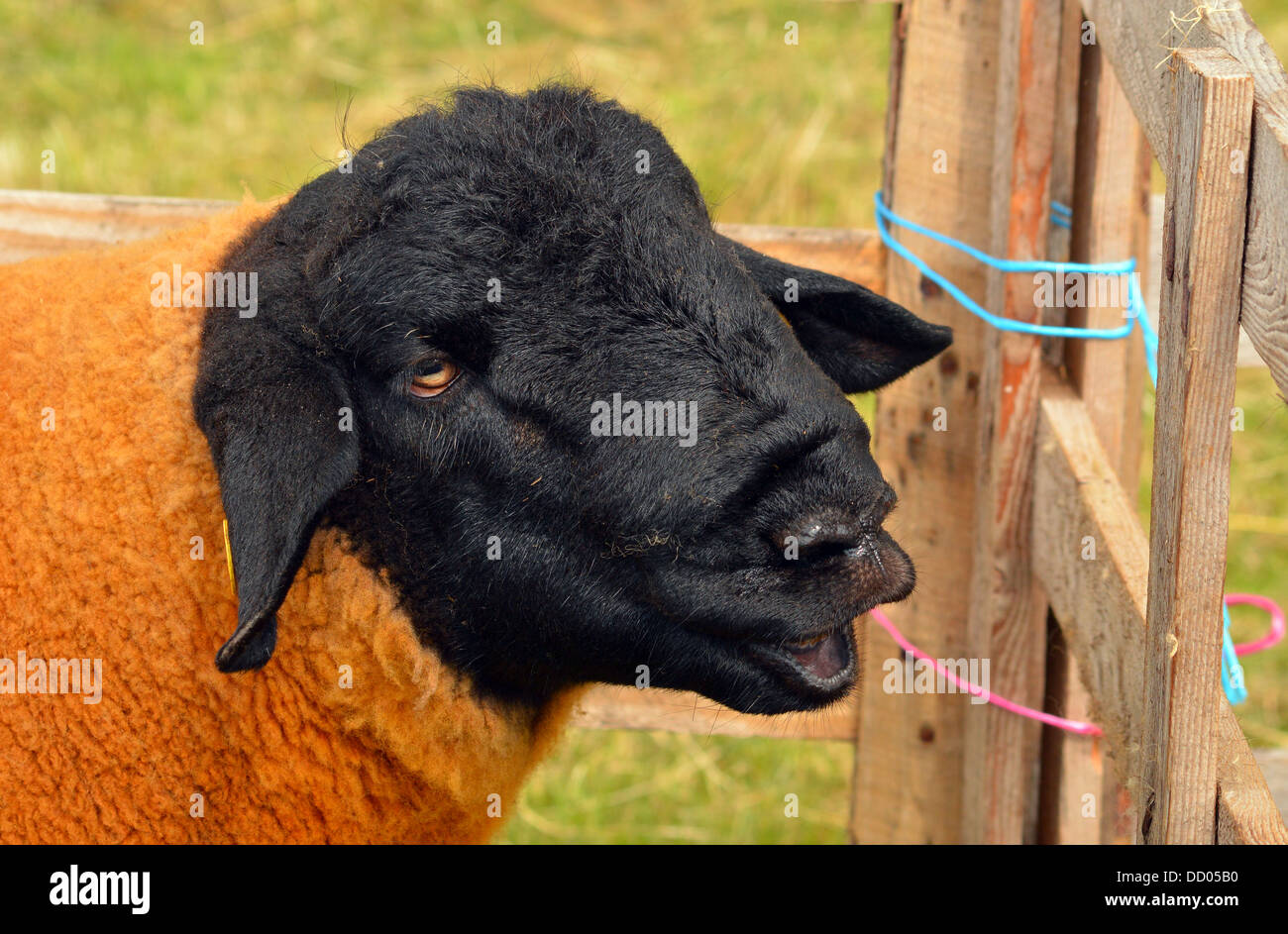 Pecore profilo testa - faccia nera Foto Stock