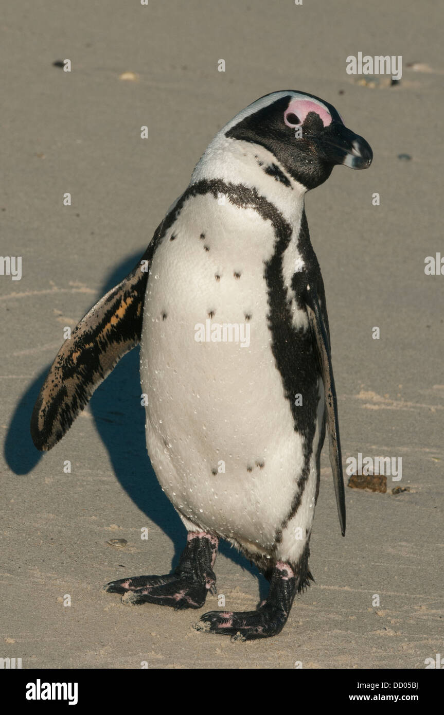 Pinguino africano (Spheniscus demersus) Selvatica, Boulders Beach, Cape Peninsula, Africa del Sud in via di estinzione Foto Stock