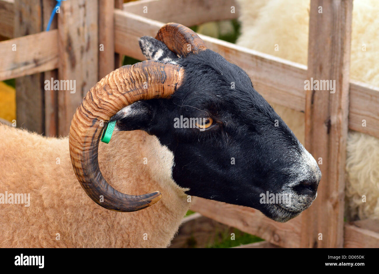 Le pecore di testa - Profilo di corna Foto Stock
