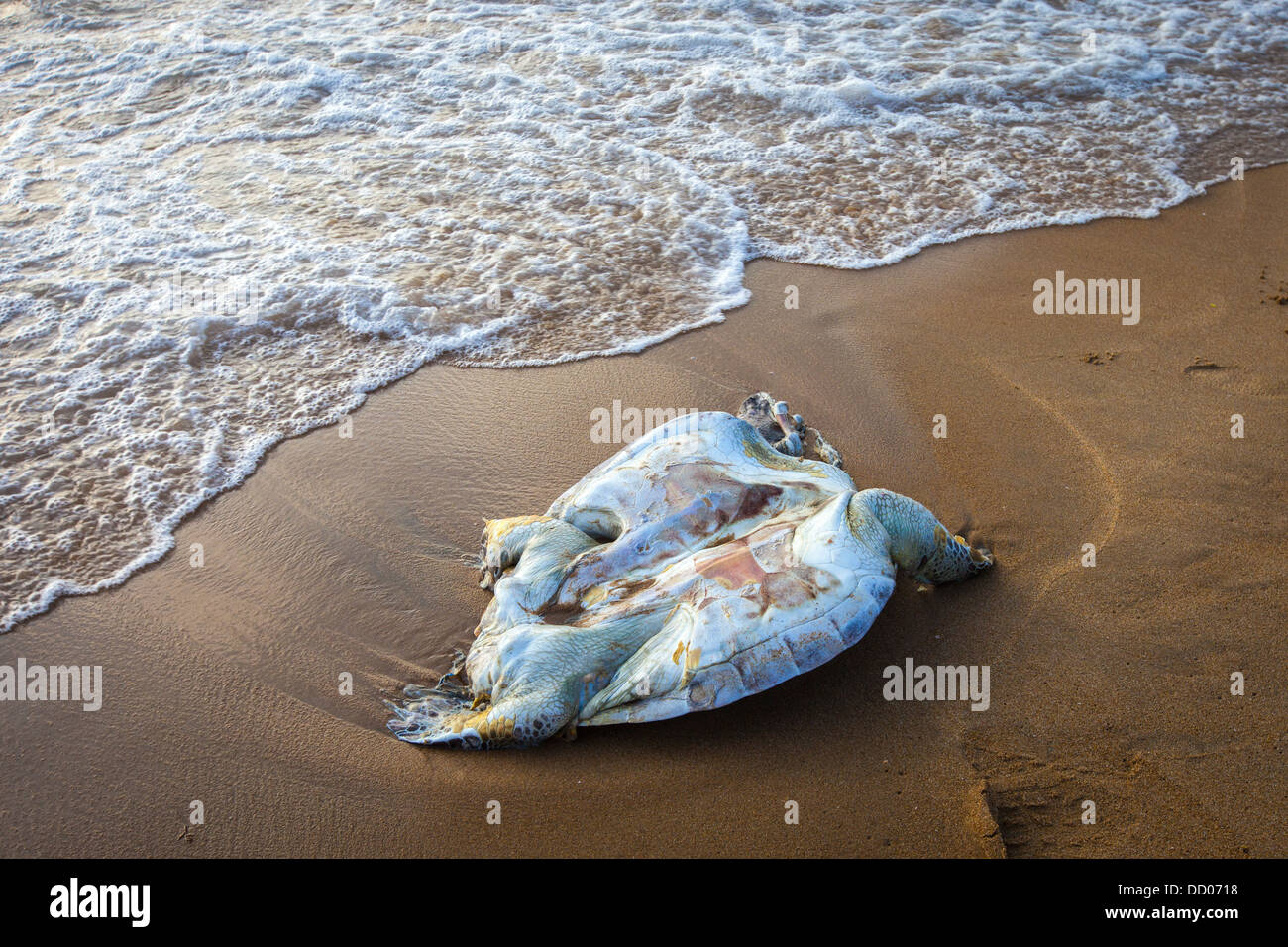 Una tartaruga morto sull'Oceano Indiano Foto Stock