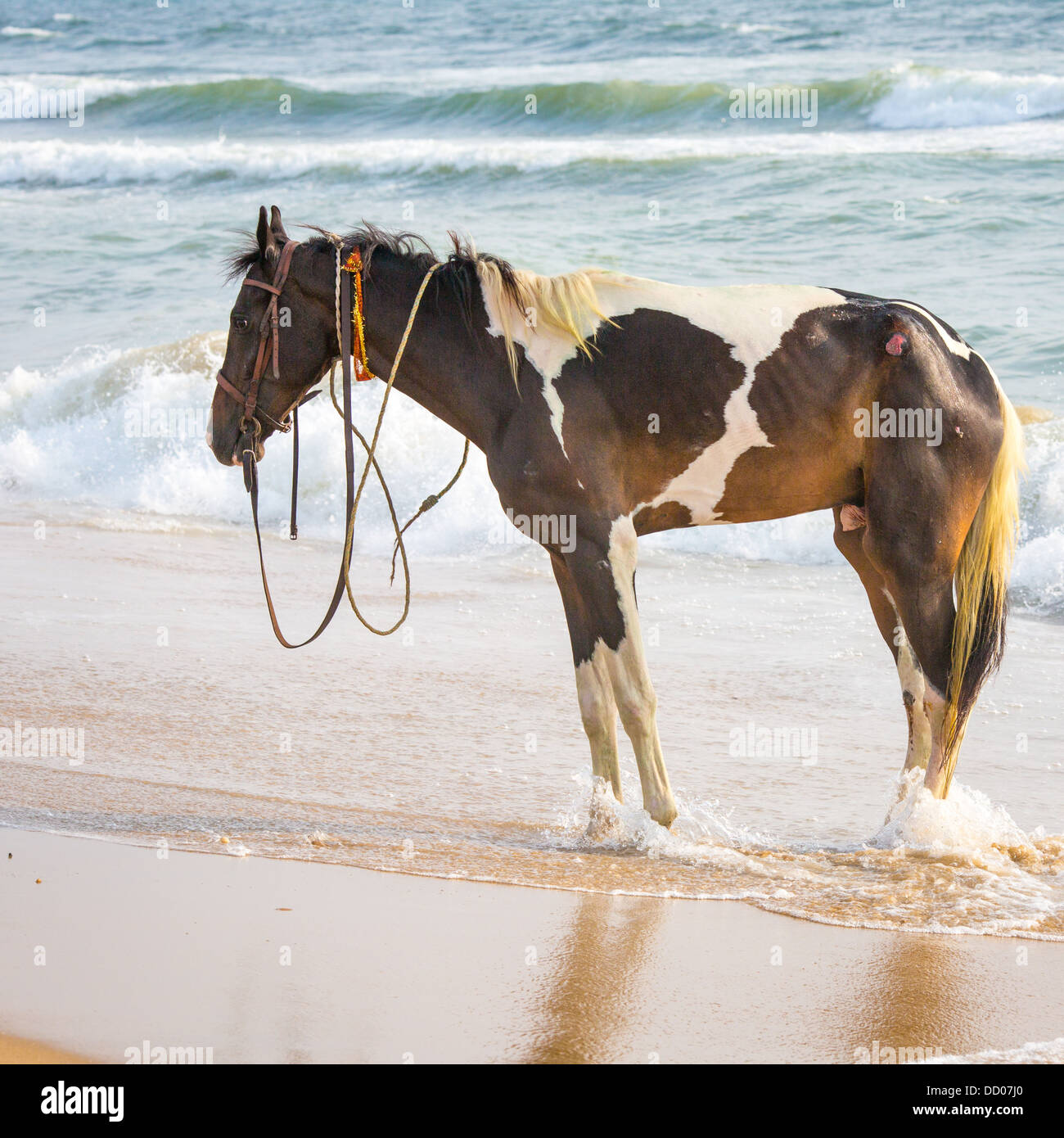 Cavallo nuotare nell'Oceano Indiano Foto Stock