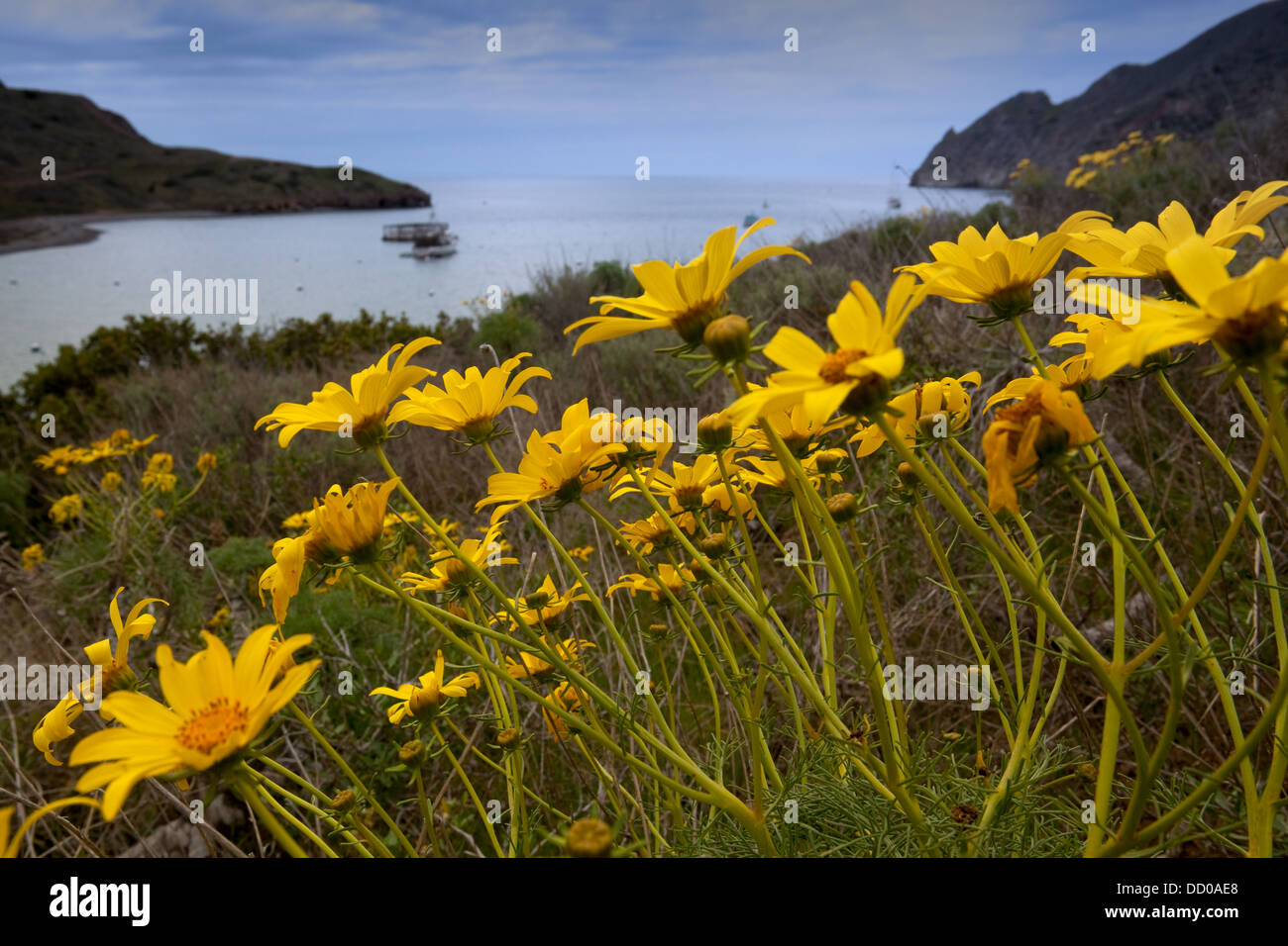 Catalina Harbor in early morning mist, con wild coreopsis giallo dei fiori in primo piano, Isola Catalina, California Foto Stock