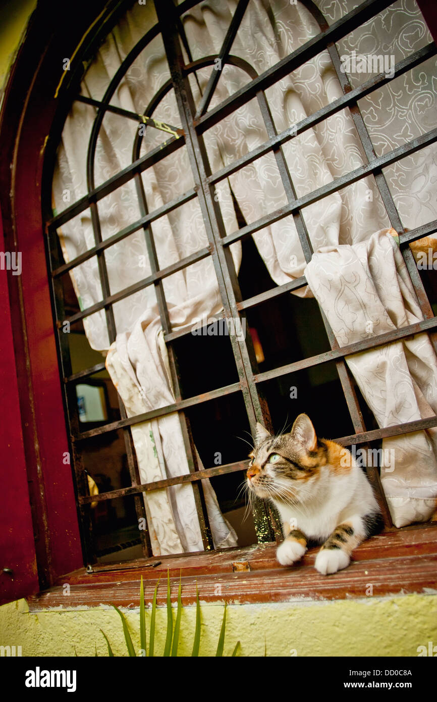 Un gatto Tiger-Striped guarda come qualcosa di catture il suo occhio attraverso una finestra sbarrata; Melaka, Malaysia Foto Stock