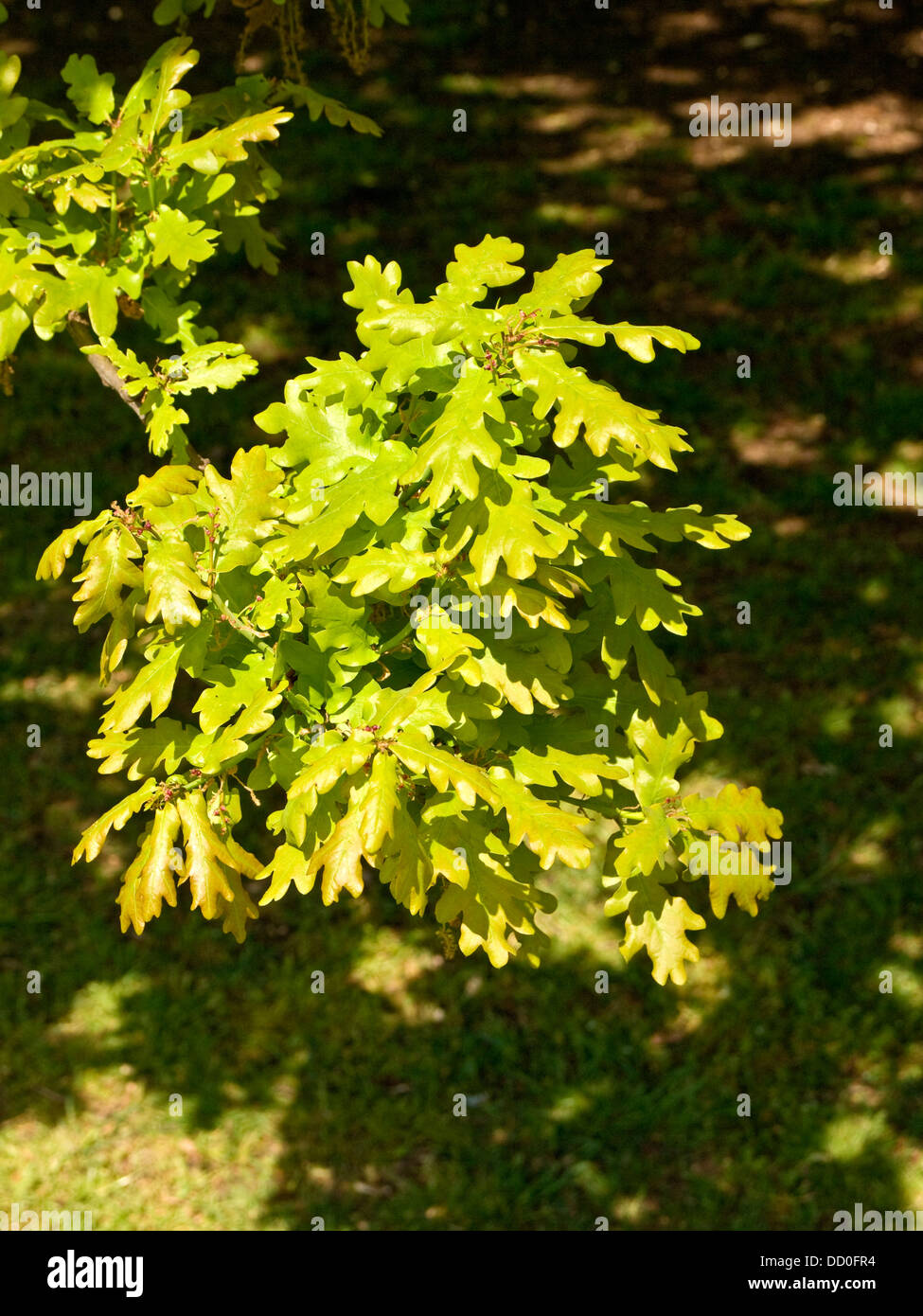 Oak tree foglie (Quercus robur) Foto Stock