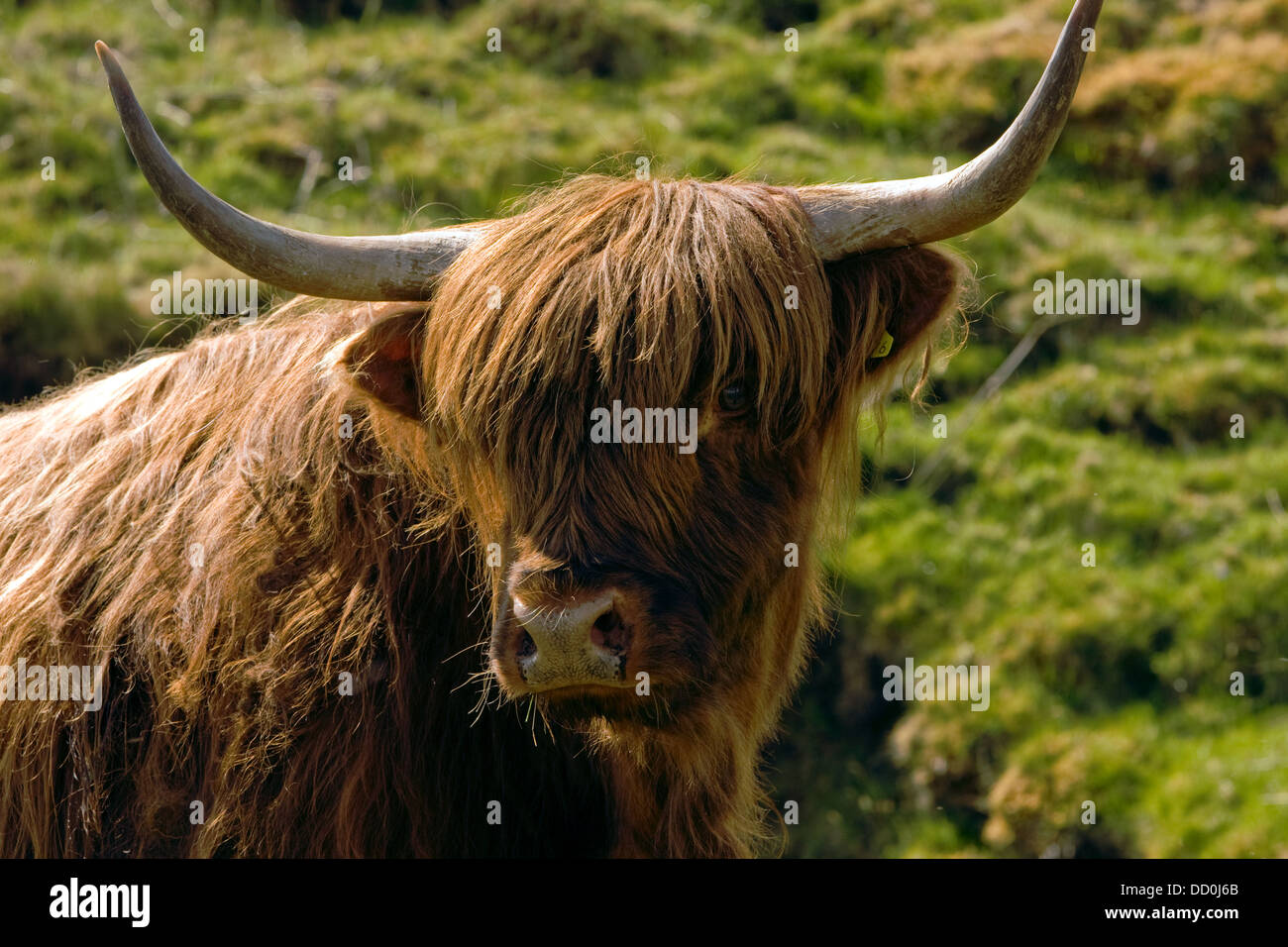 Primo piano della mucca Highland vista frontale Foto Stock