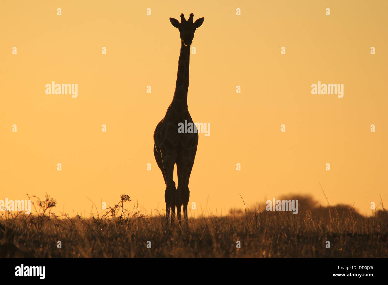 Giraffa silhouette del tramonto sullo sfondo di colore e bellezza da Africa selvaggia Foto Stock
