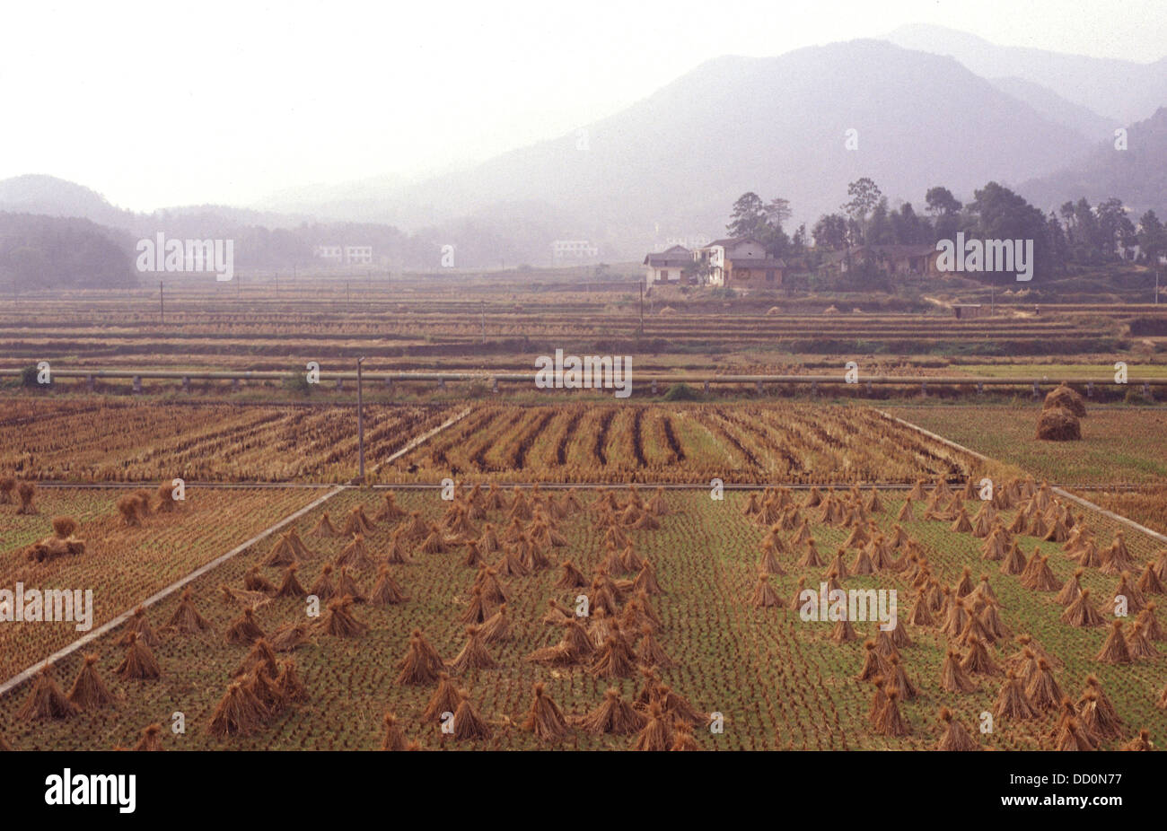 Paglia di Riso fornito in dotazione dopo il raccolto nella provincia del Hunan Cina Foto Stock