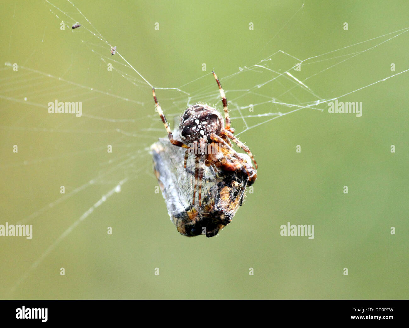 Close-up di una femmina del giardino europeo spider (Araneus diadematus) nel suo web con una preda ha catturato Foto Stock