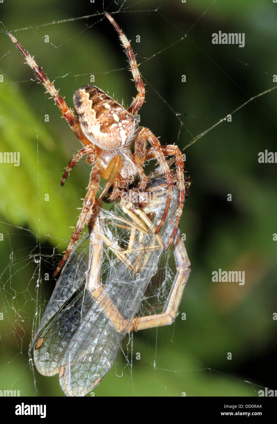 Close-up di una femmina del giardino europeo spider (Araneus diadematus) nel suo web con una preda ha catturato un damselfly tutto avvolto Foto Stock