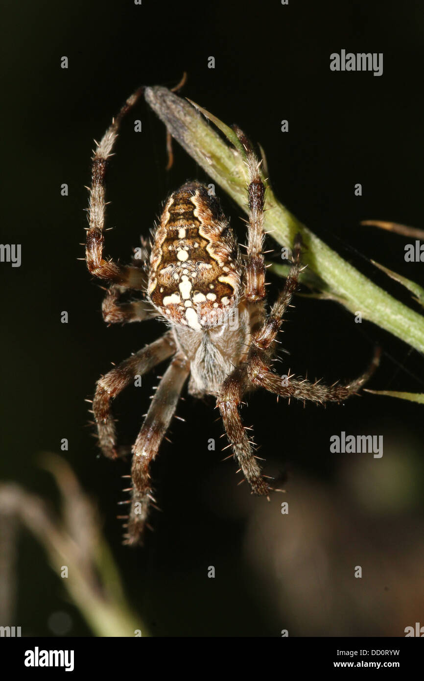 Close-up di una femmina del giardino europeo spider (Araneus diadematus) nel suo web Foto Stock