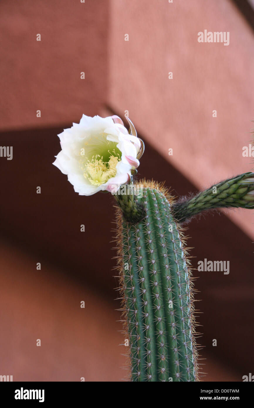 Cactus con fiore bianco Foto Stock