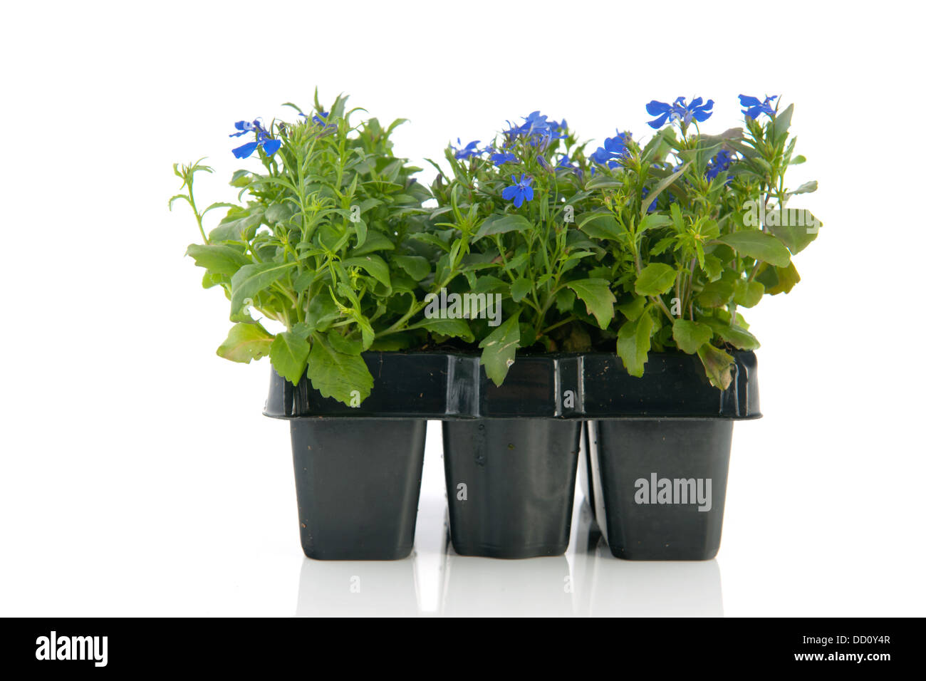 Sixpack Lobelia blu Foto Stock