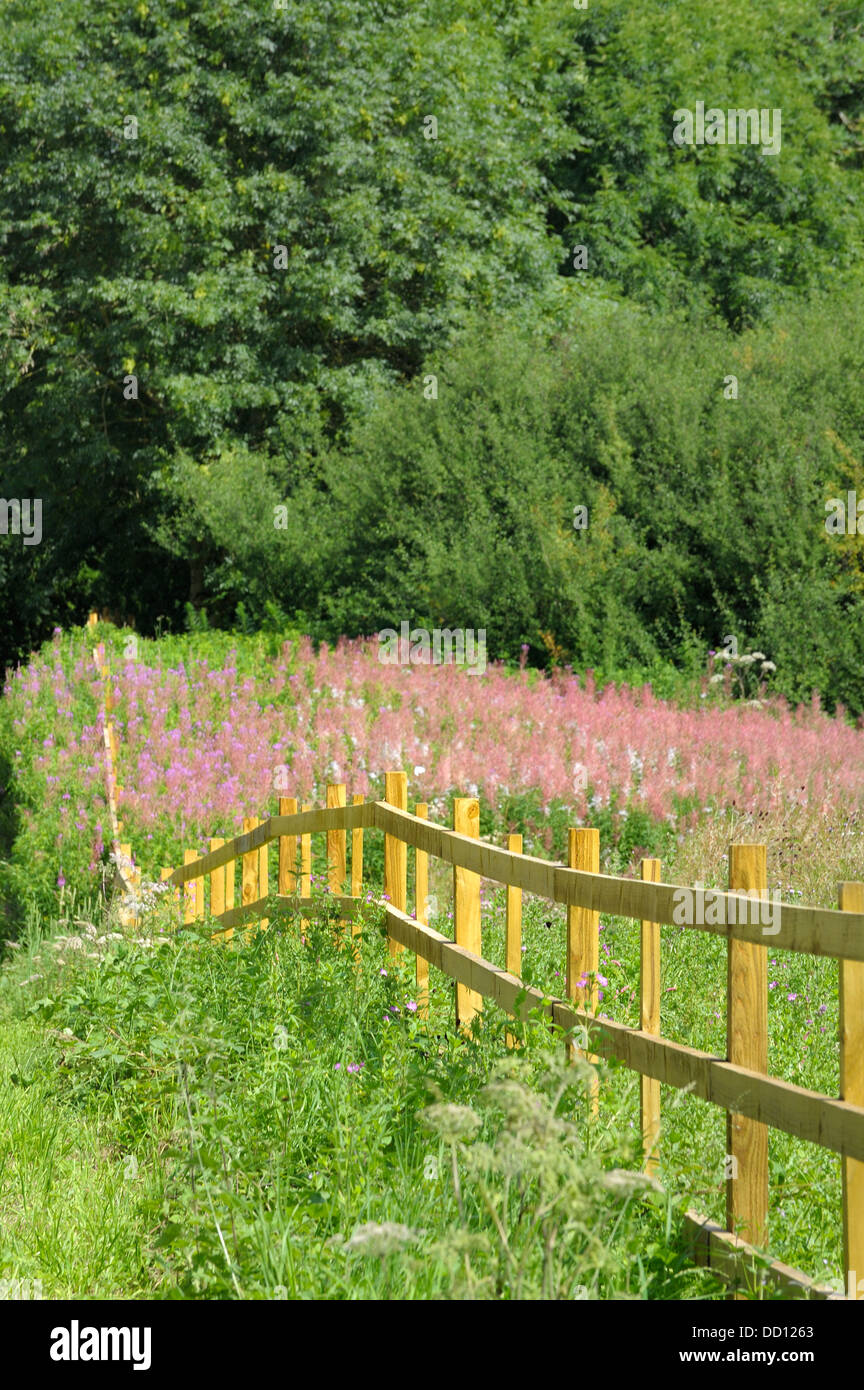 Un prato selvatico con fiori di colore rosa nella campagna inglese UK Foto Stock