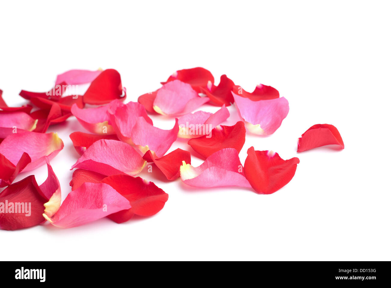 Rosso e rosa petali di rosa isolato Foto Stock