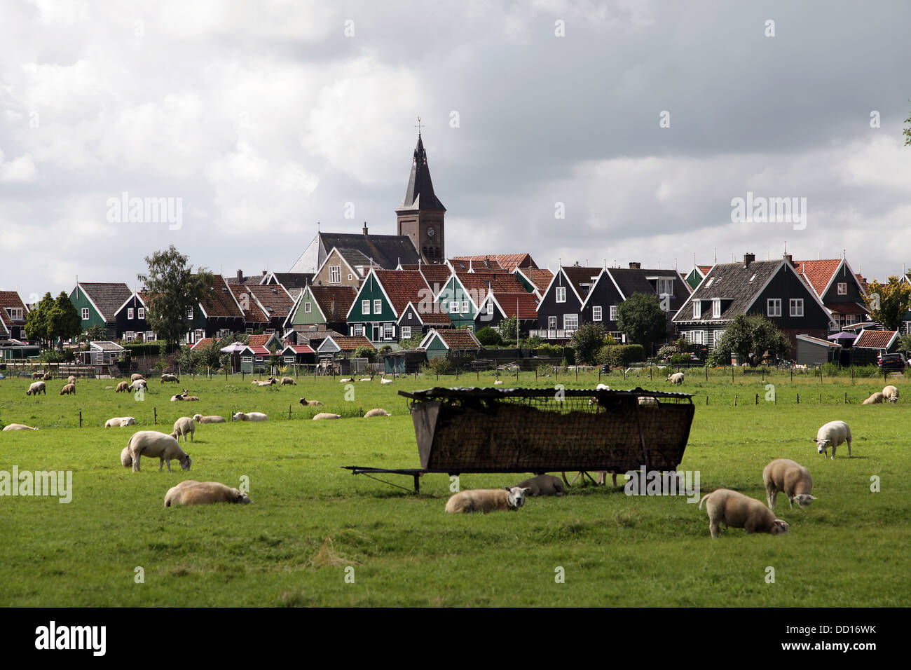 Pecore fuori della città di villaggio di pescatori Marken.Holland.Netherlands. Foto Stock