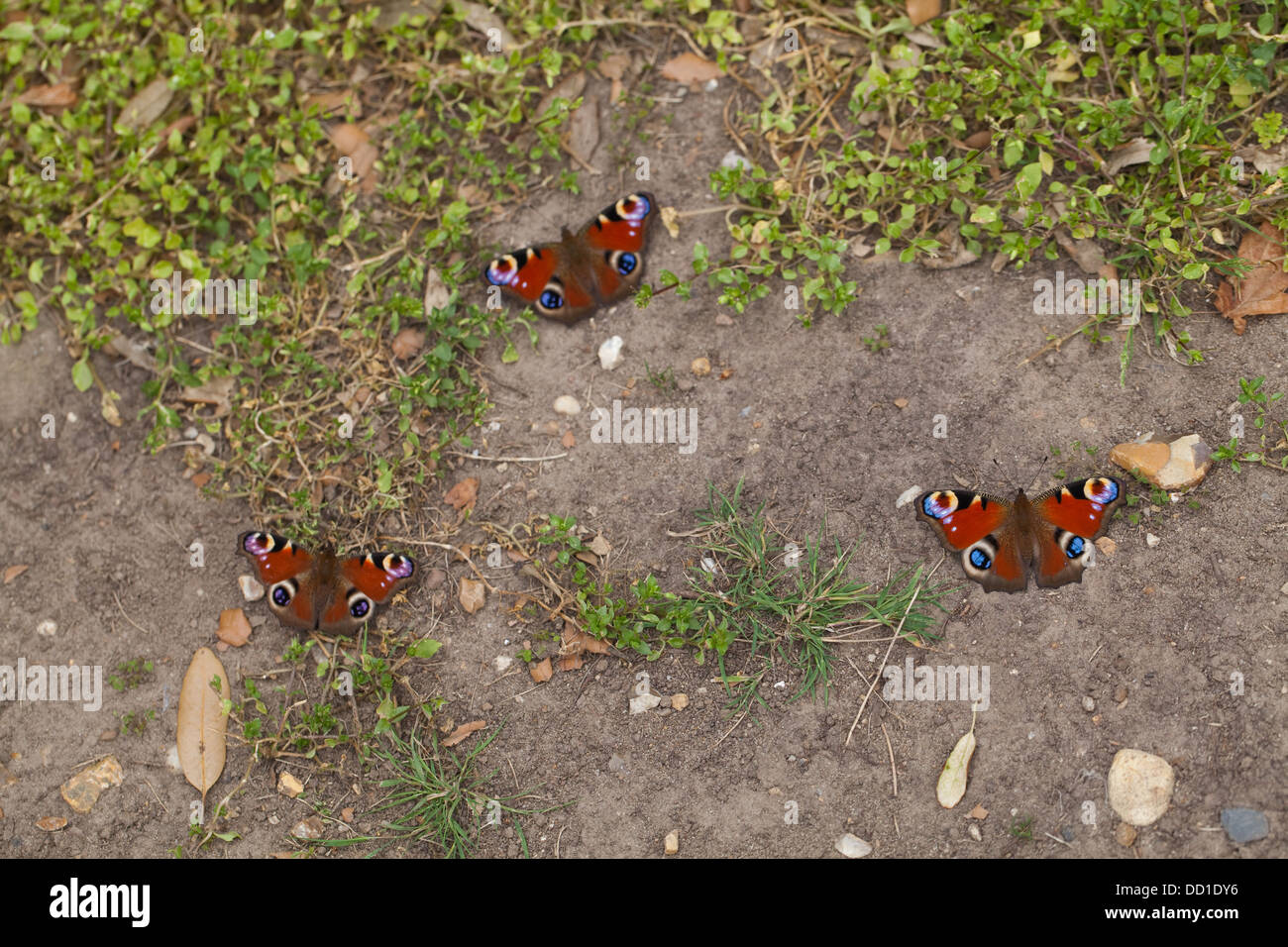 Peacock farfalle (Inachis io). Tre recentemente emerso dalle pupe stadio, in appoggio sul terreno. Agosto. Norfolk. Foto Stock