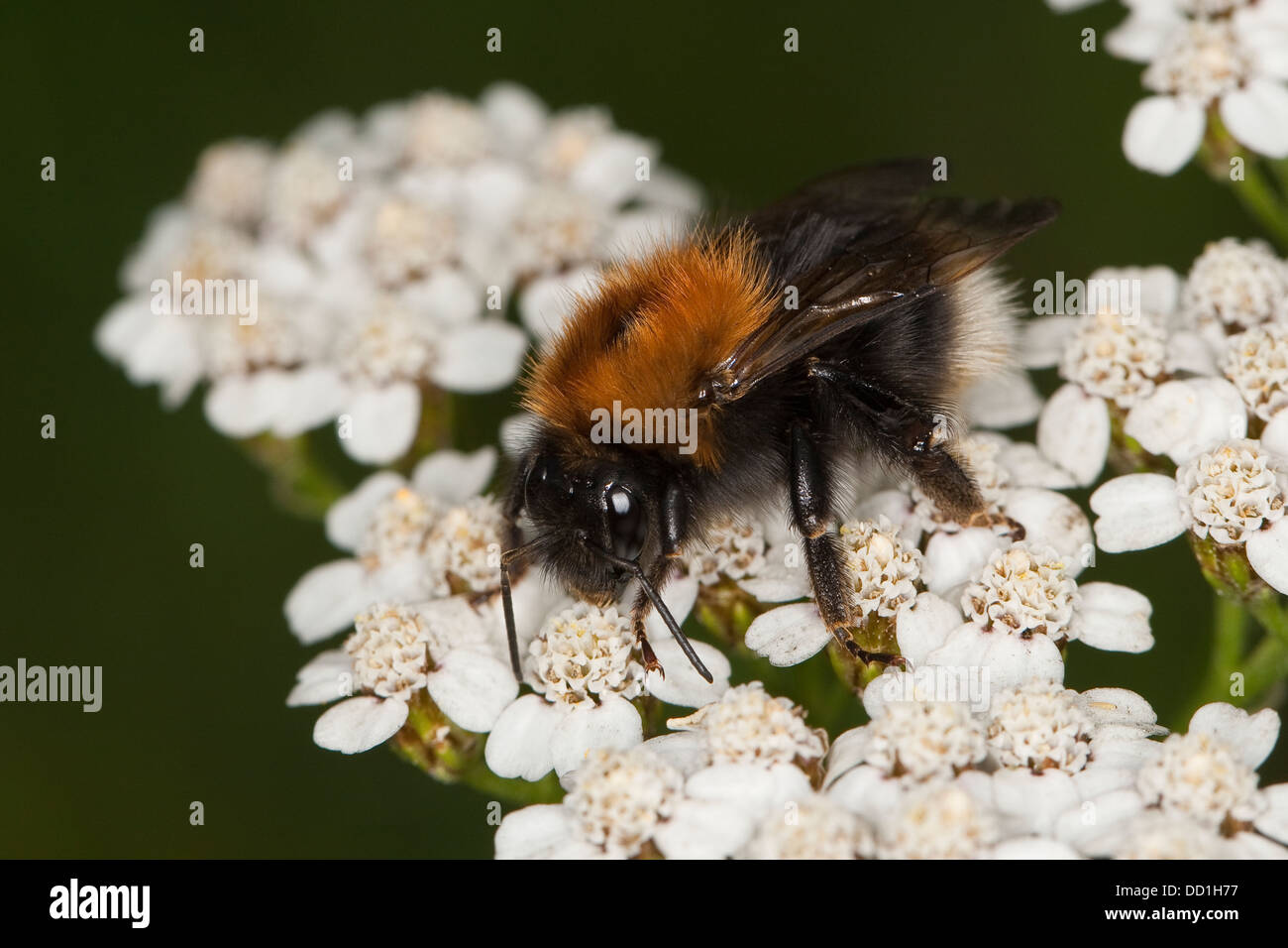 Nuovo giardino bumblebee, albero bumblebee, bumble-bee, Baumhummel, Bombus hypnorum, Pyrobombus hypnorum , Psithyrus hypnorum Foto Stock